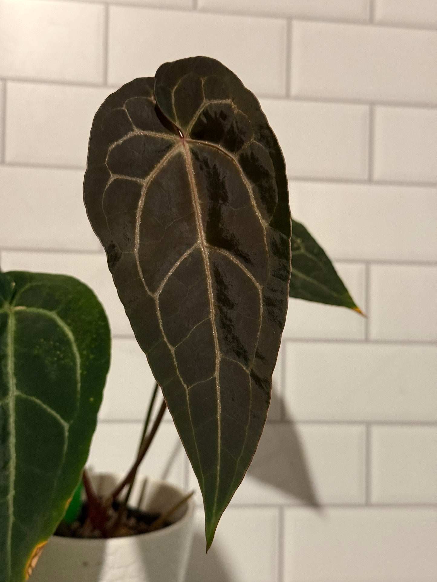 Anthurium Big Black Block x Pumpkin Spice