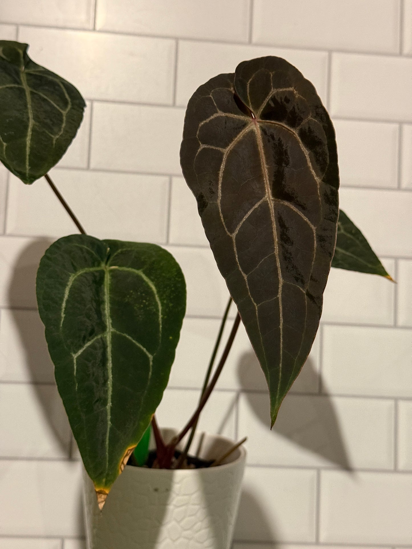 Anthurium Big Black Block x Pumpkin Spice