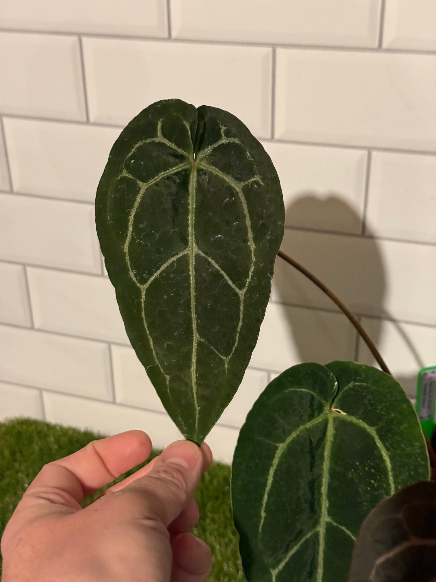 Anthurium Big Black Block x Pumpkin Spice