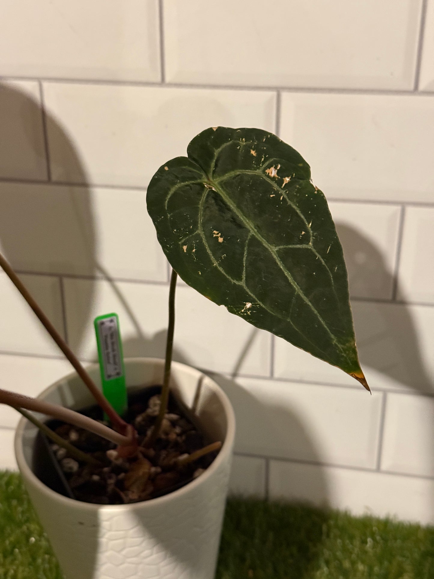 Anthurium Big Black Block x Pumpkin Spice