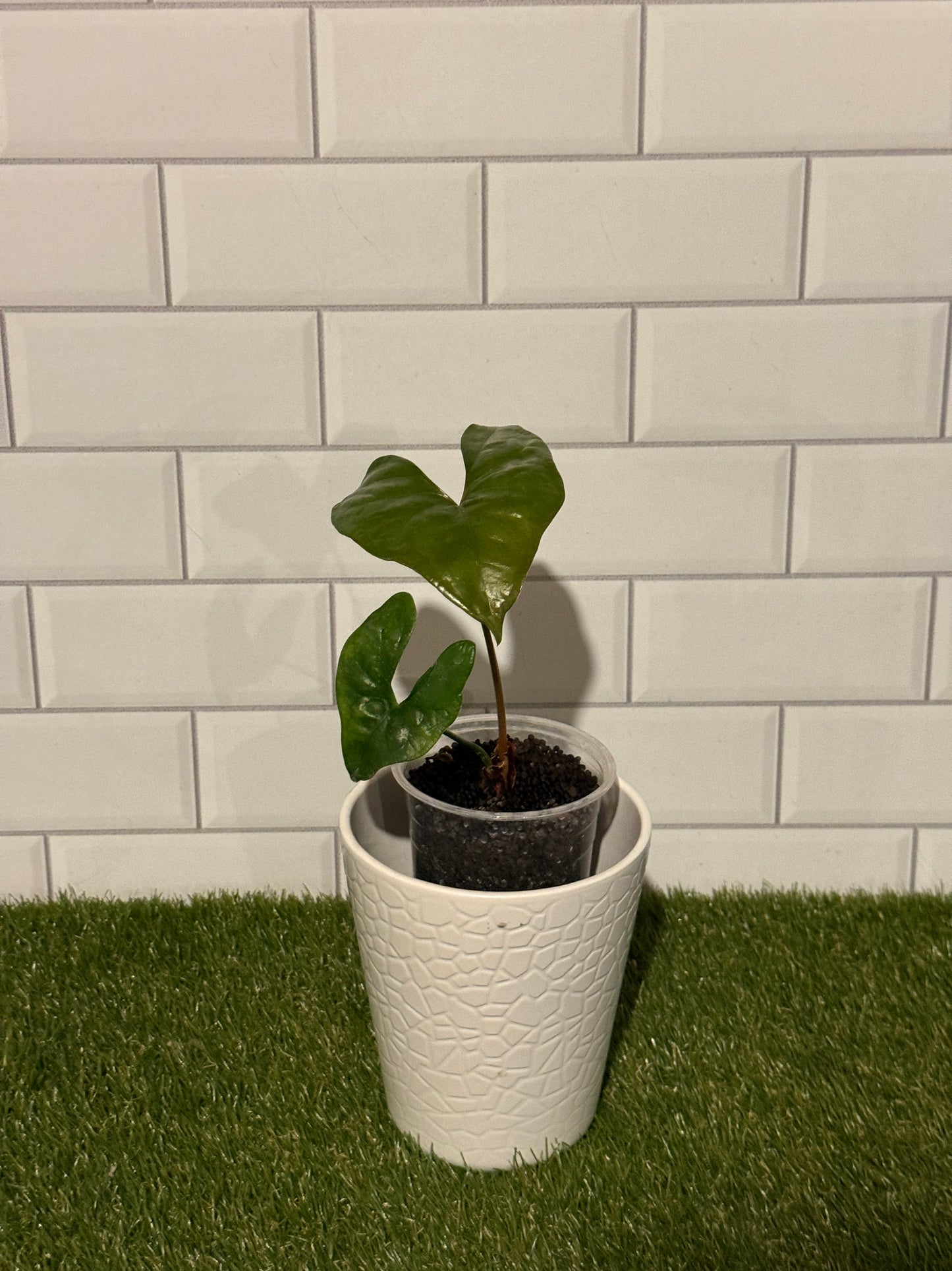 Anthurium diabloense