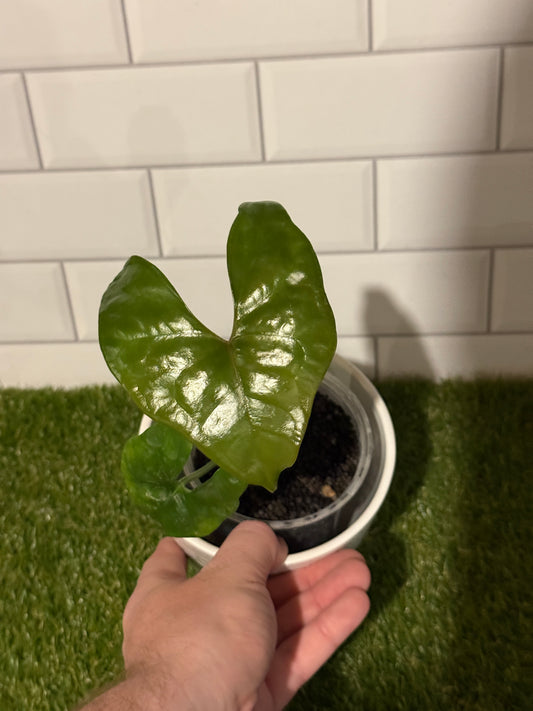 Anthurium diabloense