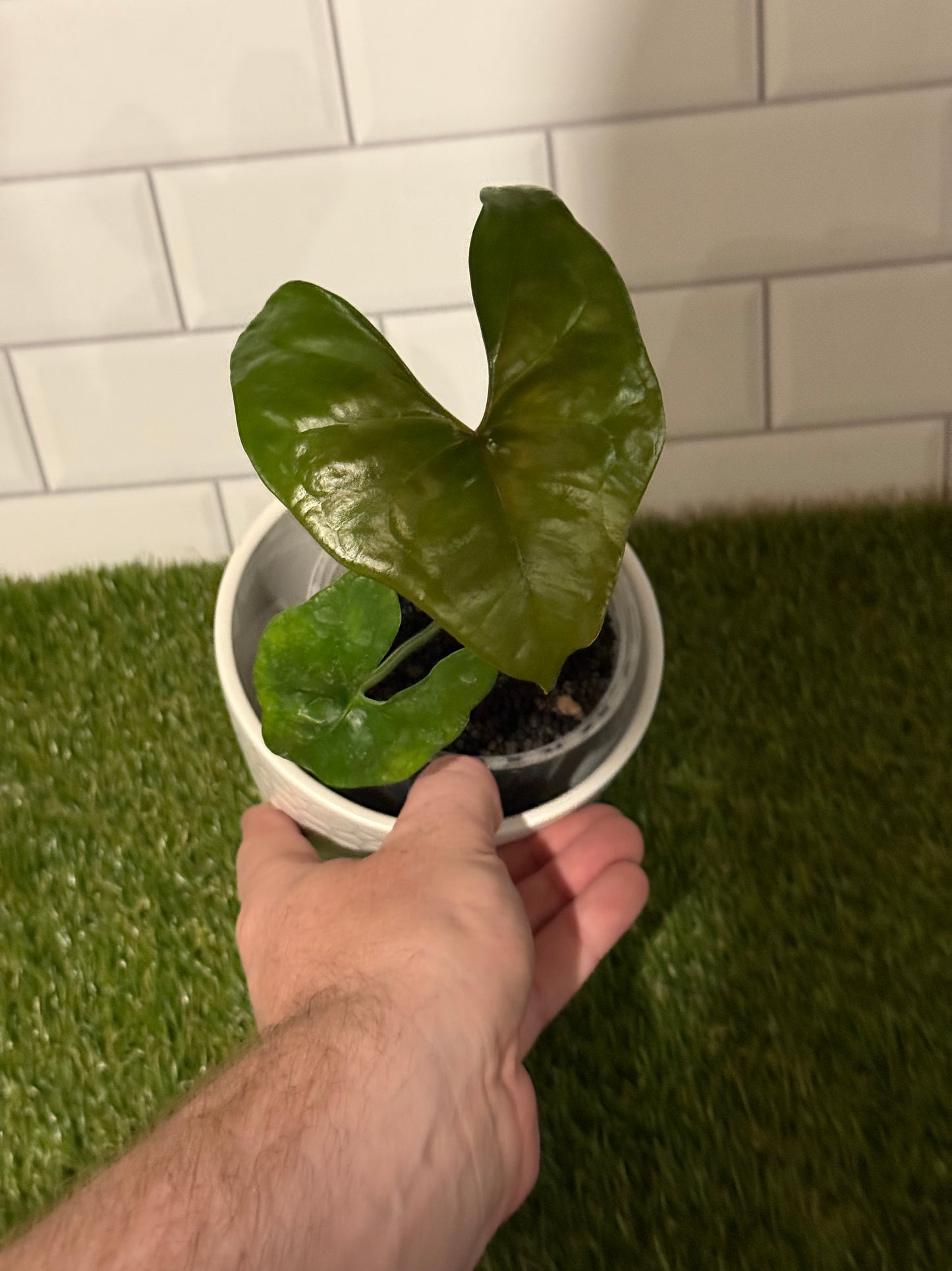 Anthurium diabloense