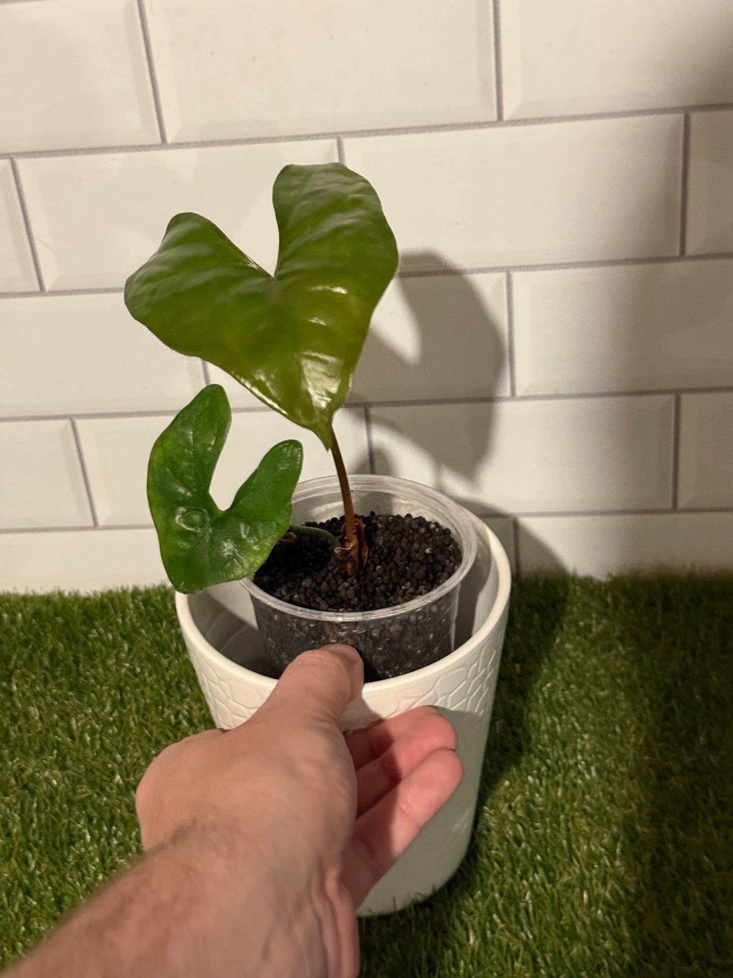 Anthurium diabloense