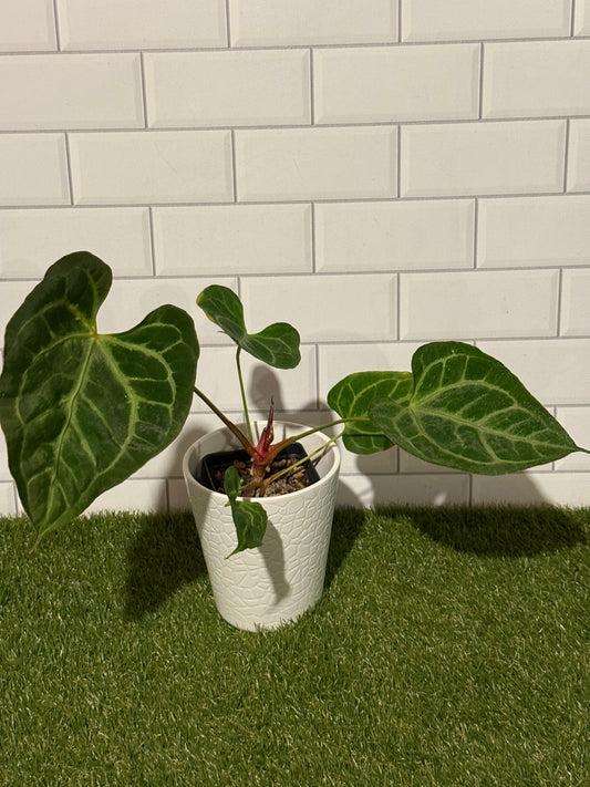 Anthurium muchlis x indo port