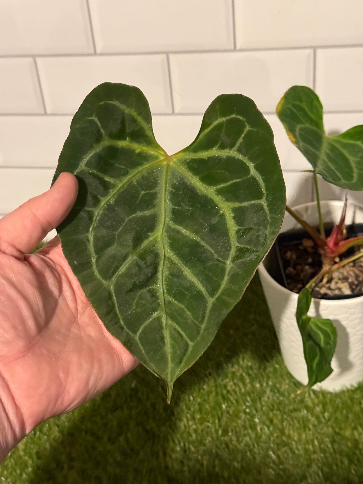 Anthurium muchlis x indo port