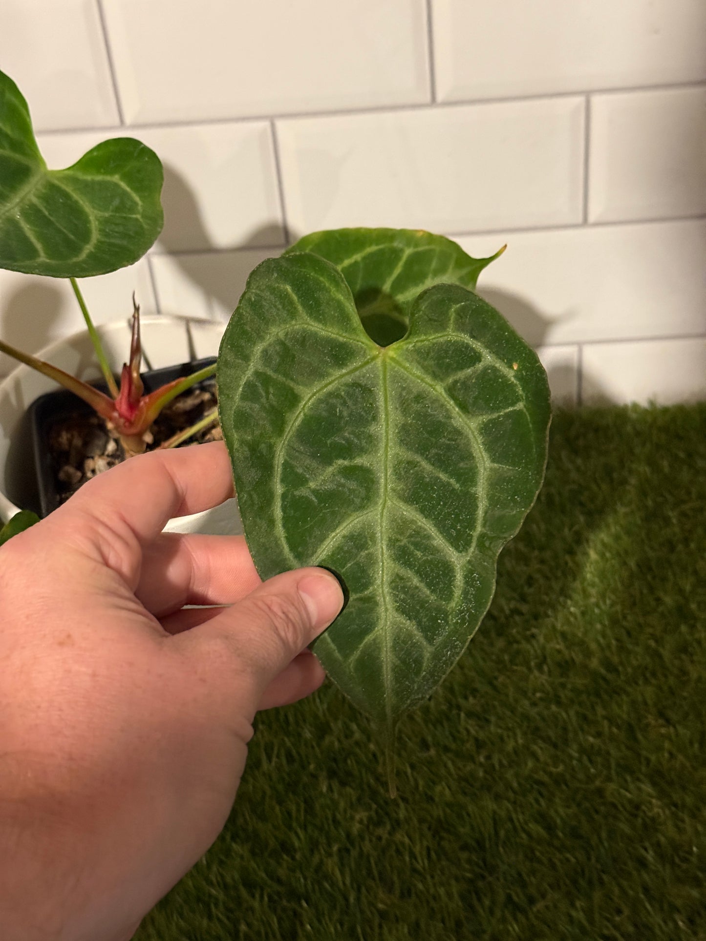 Anthurium muchlis x indo port