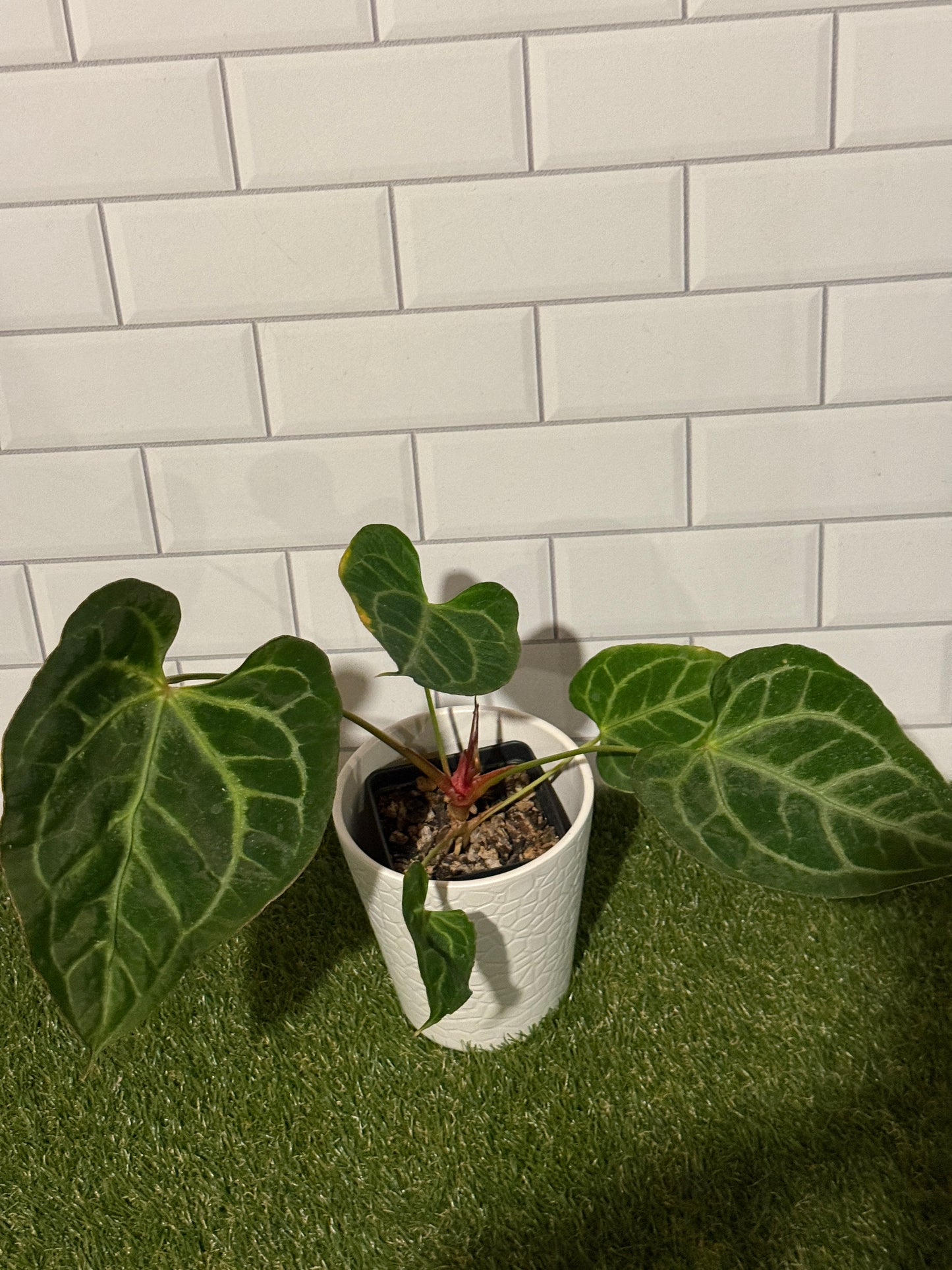Anthurium muchlis x indo port