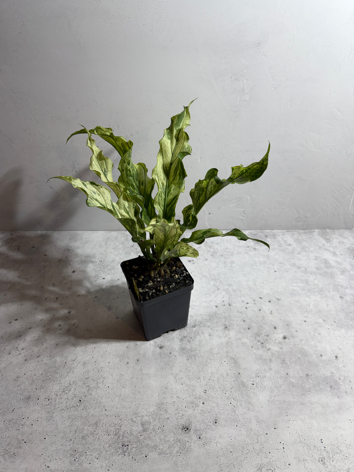 Anthurium plowmanii Mint Variegated