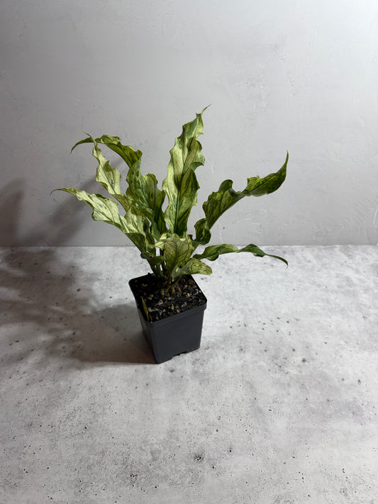 Anthurium plowmanii Mint Variegated