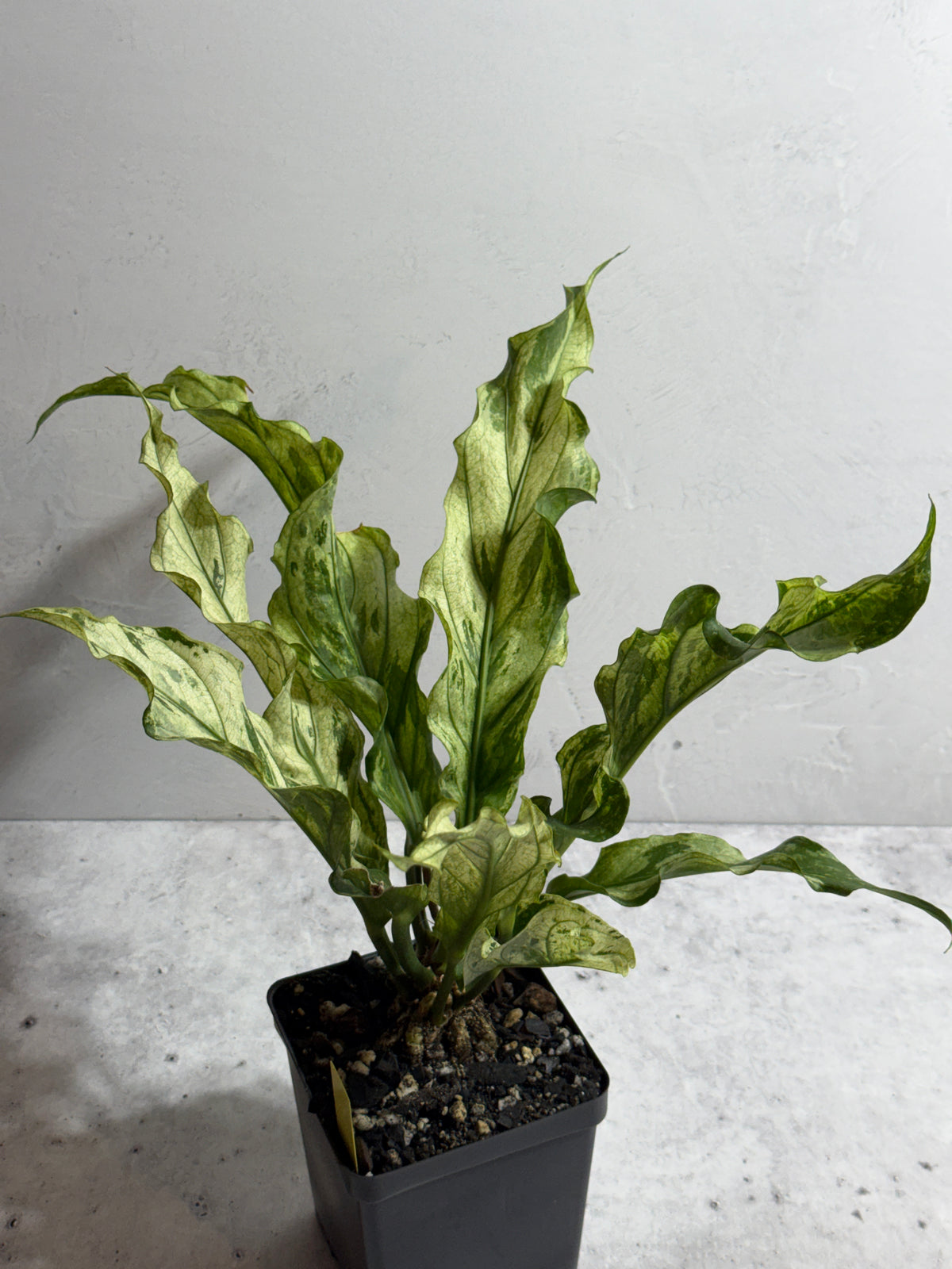 Anthurium plowmanii Mint Variegated