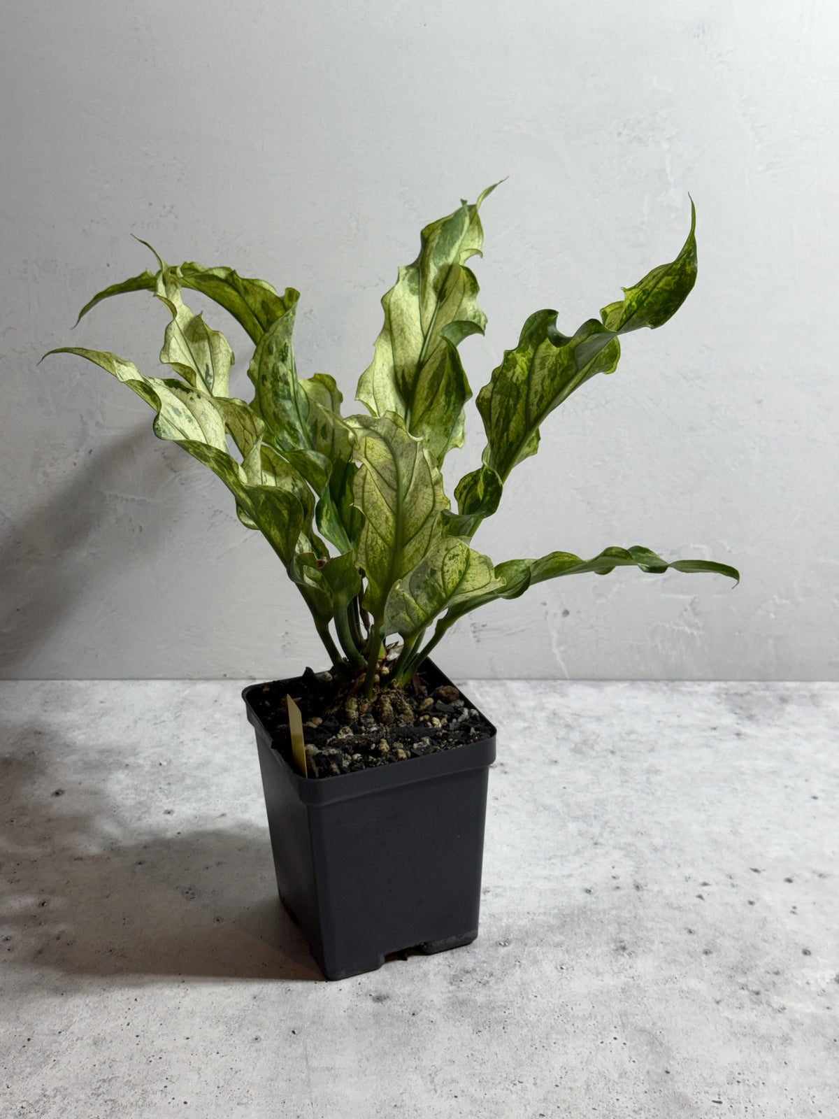 Anthurium plowmanii Mint Variegated