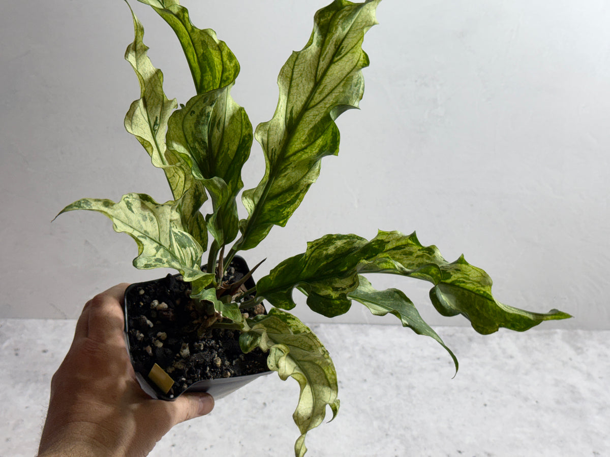 Anthurium plowmanii Mint Variegated