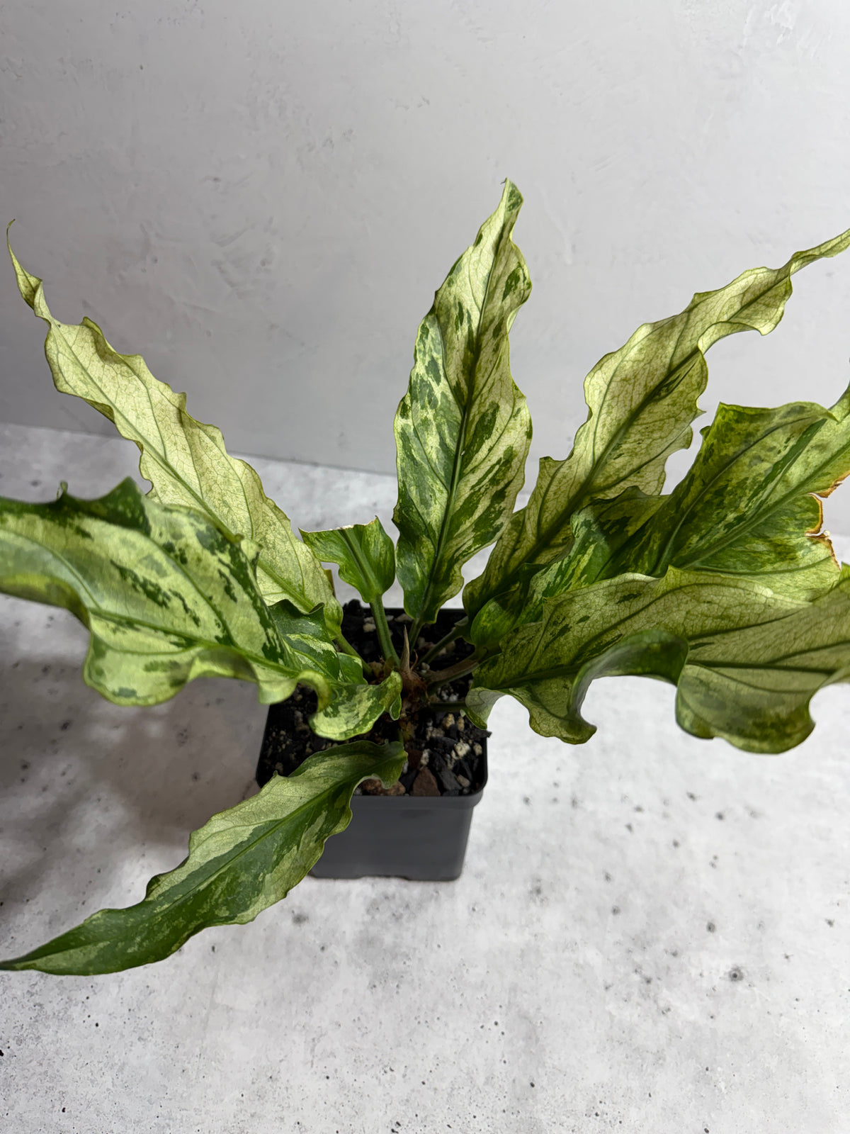 Anthurium plowmanii Mint Variegated