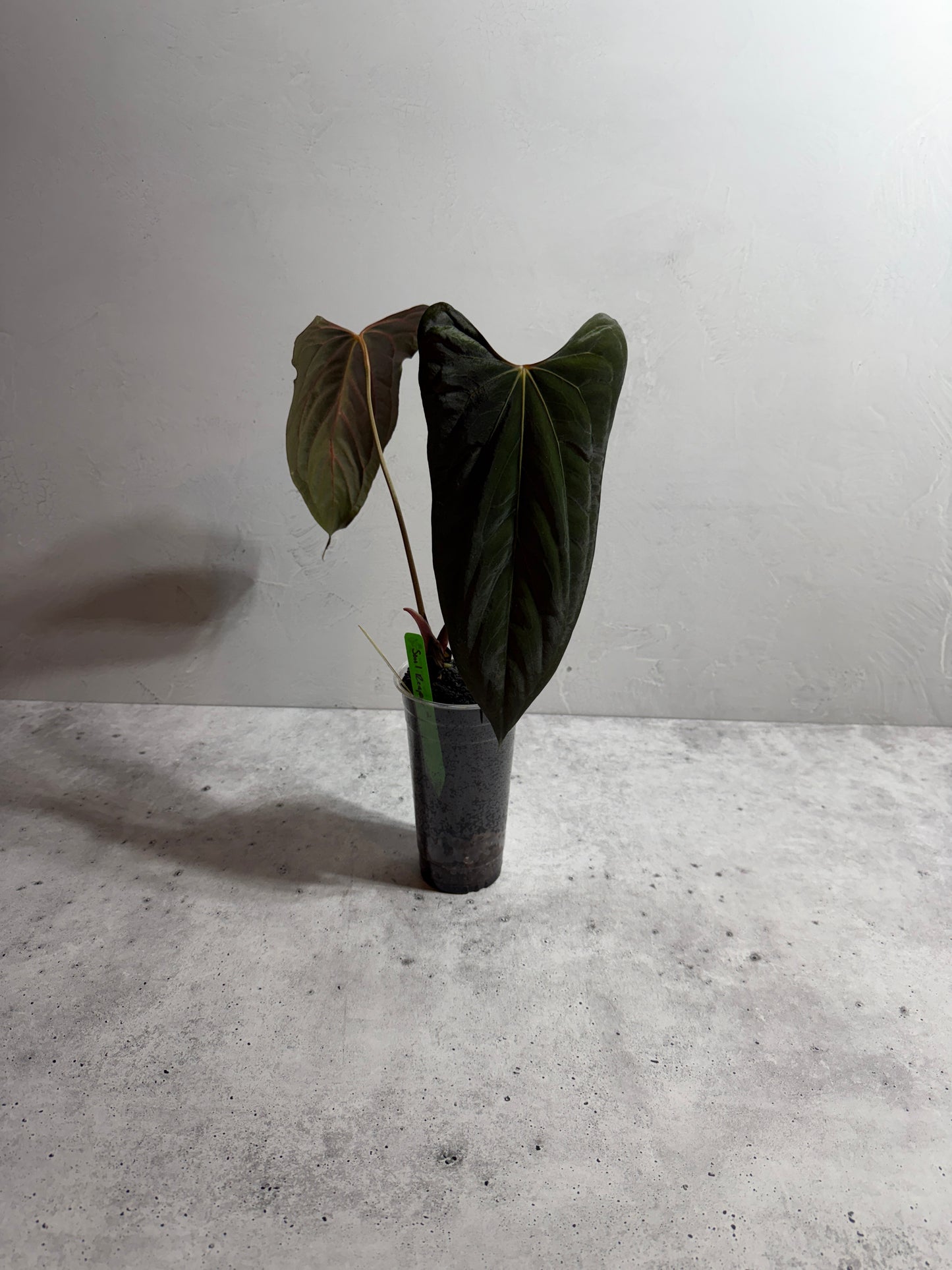 Anthurium Soul Reaper x SELF