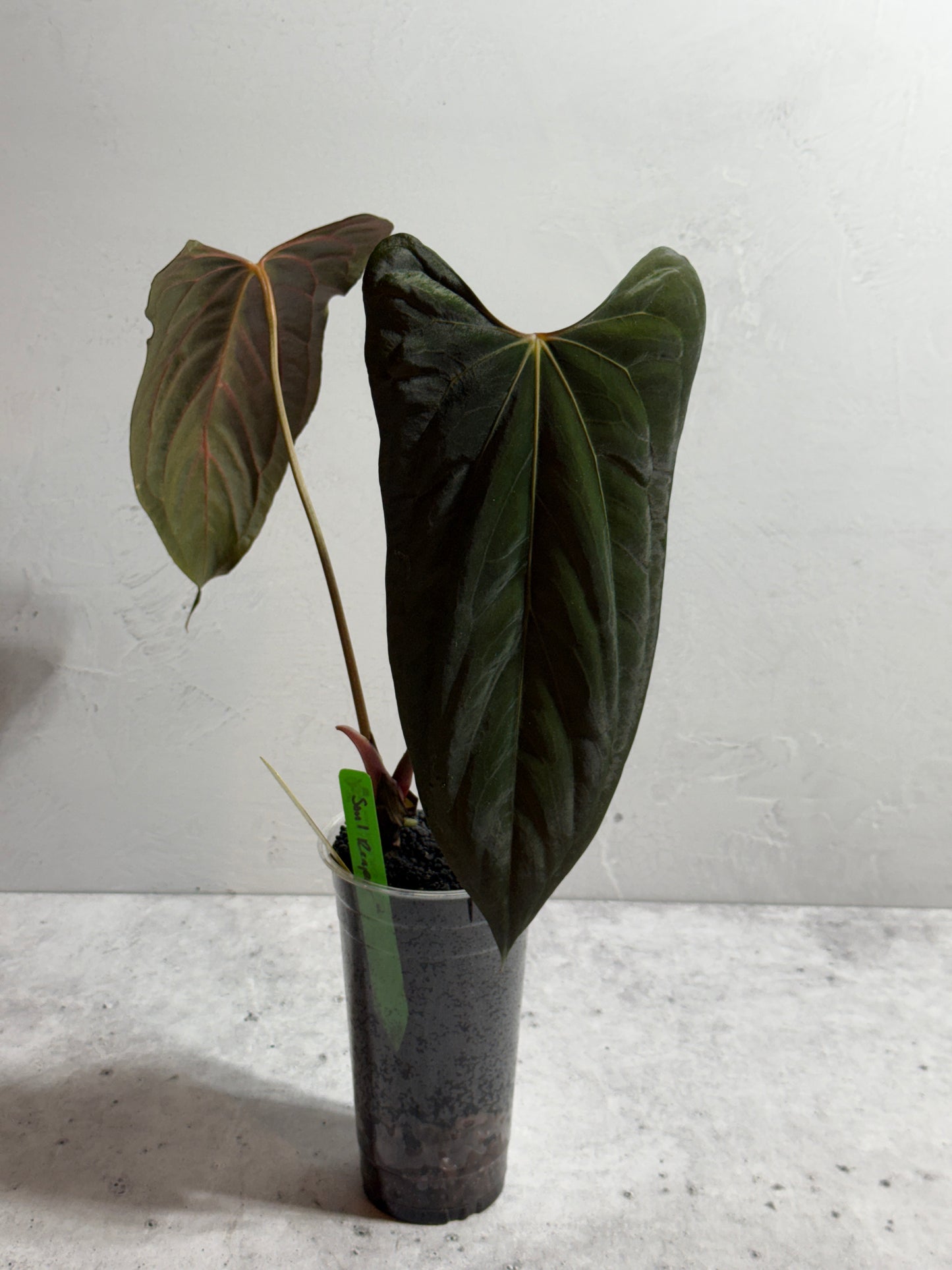 Anthurium Soul Reaper x SELF