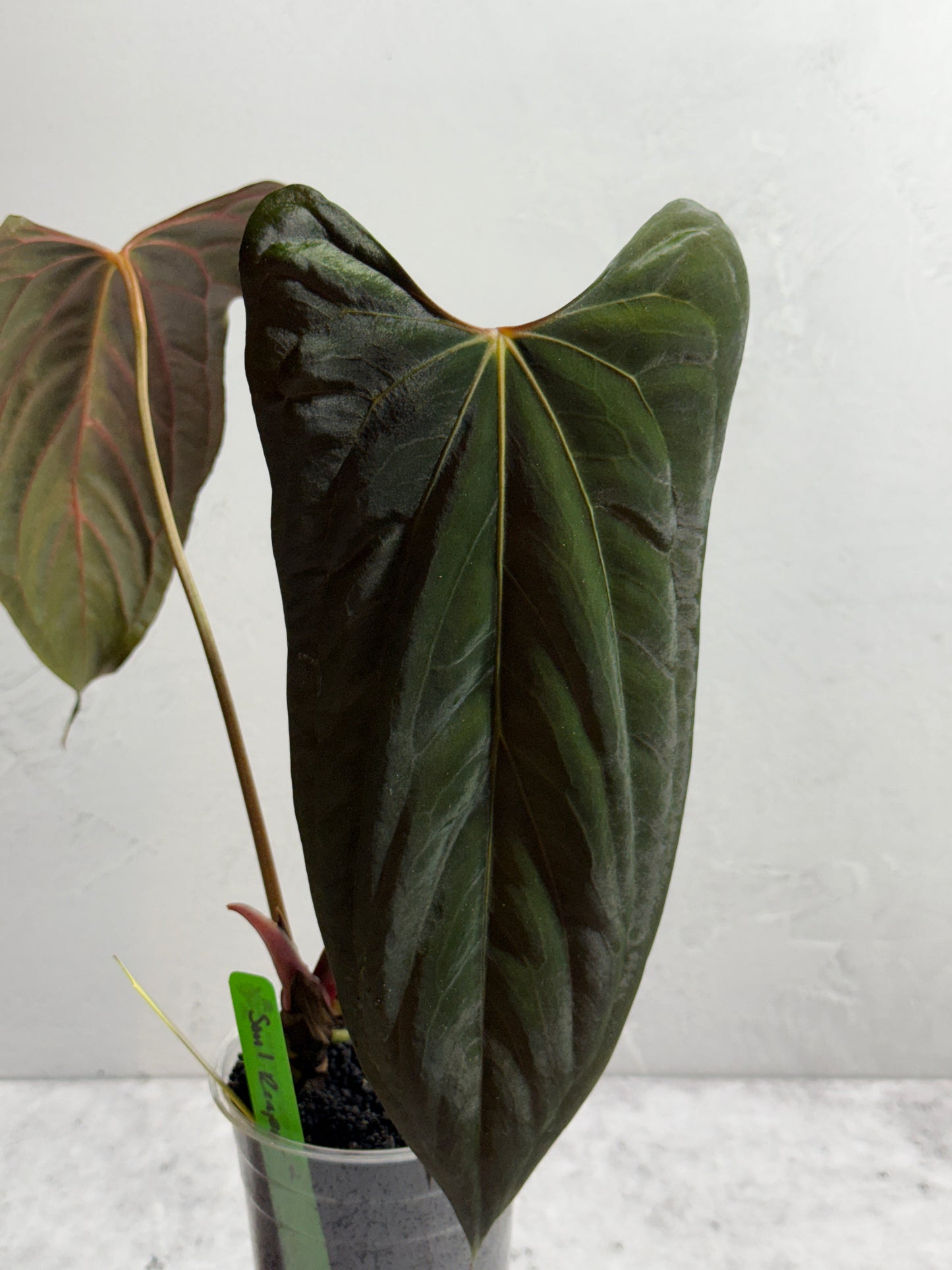 Anthurium Soul Reaper x SELF