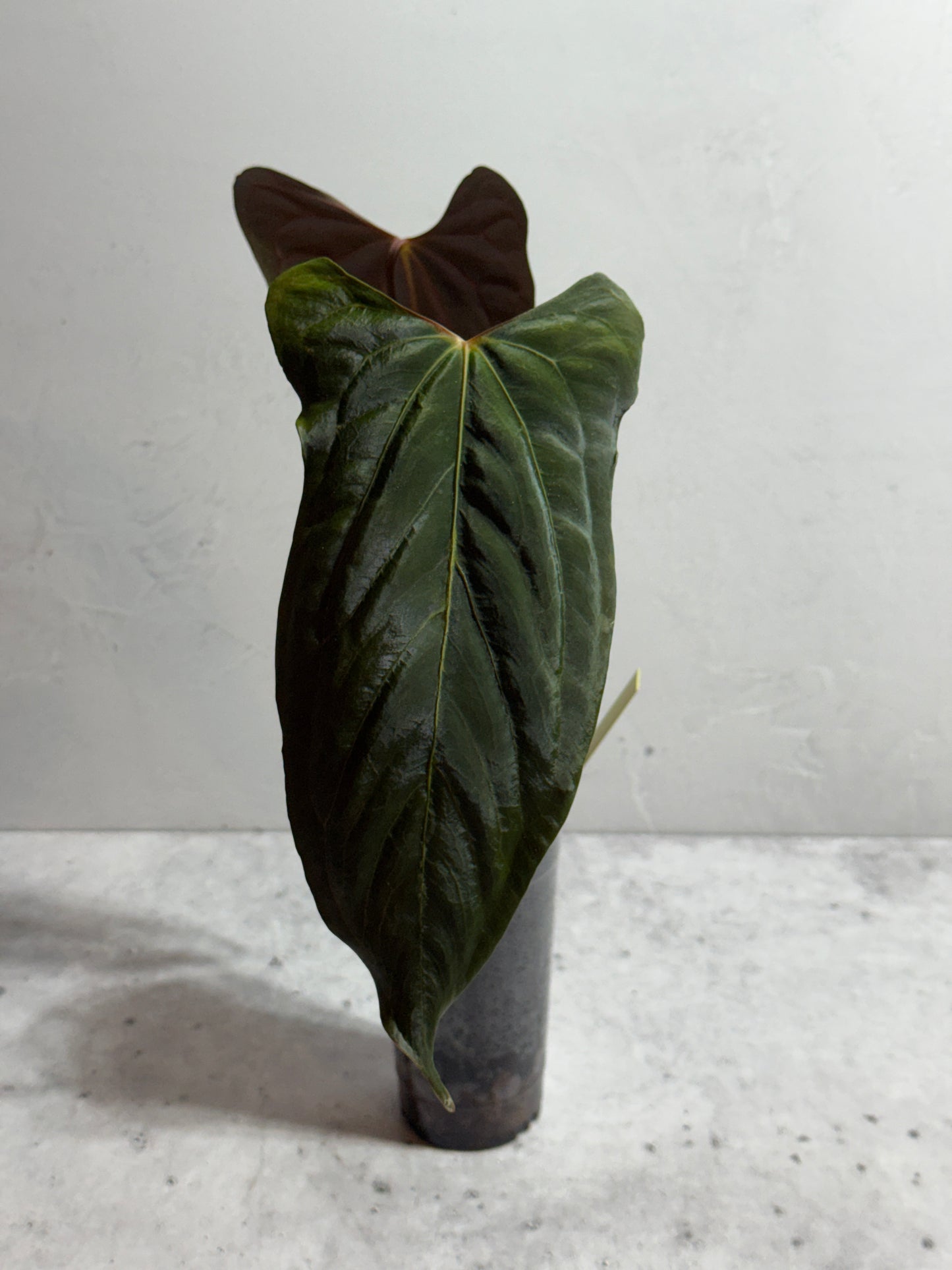 Anthurium Soul Reaper x SELF