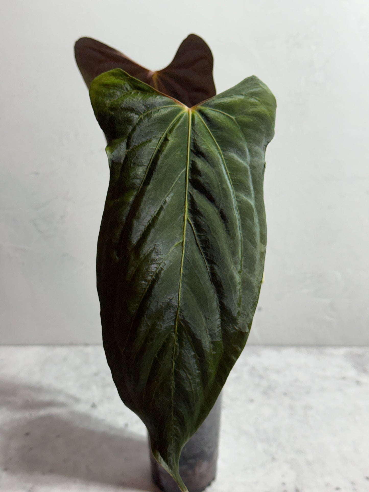 Anthurium Soul Reaper x SELF