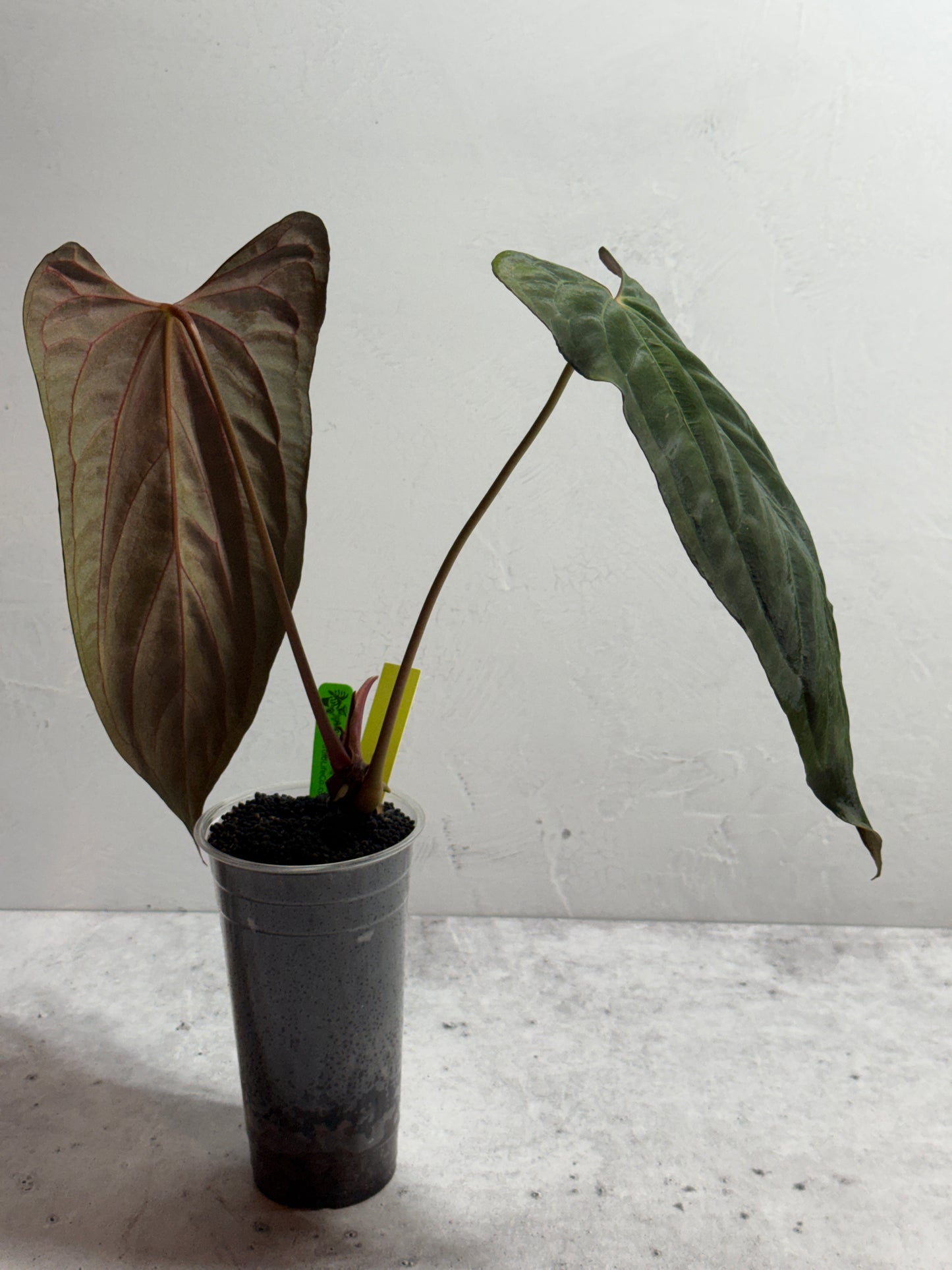 Anthurium Soul Reaper x SELF