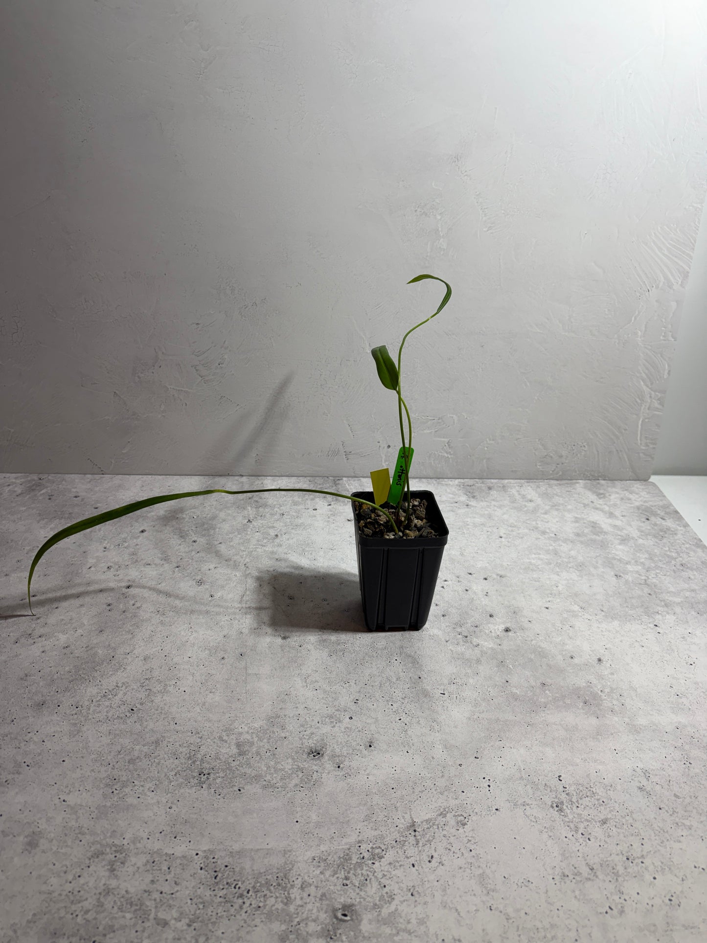 Anthurium Ottonis