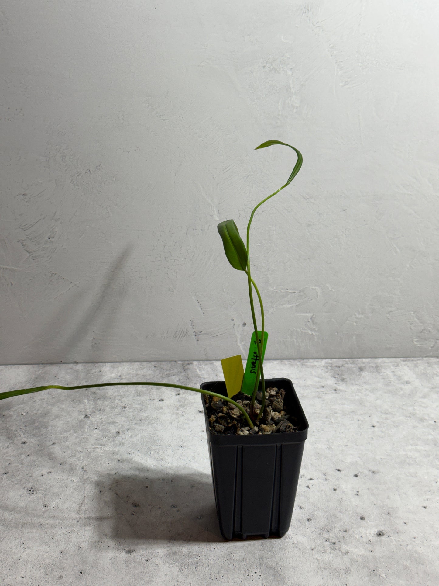 Anthurium Ottonis