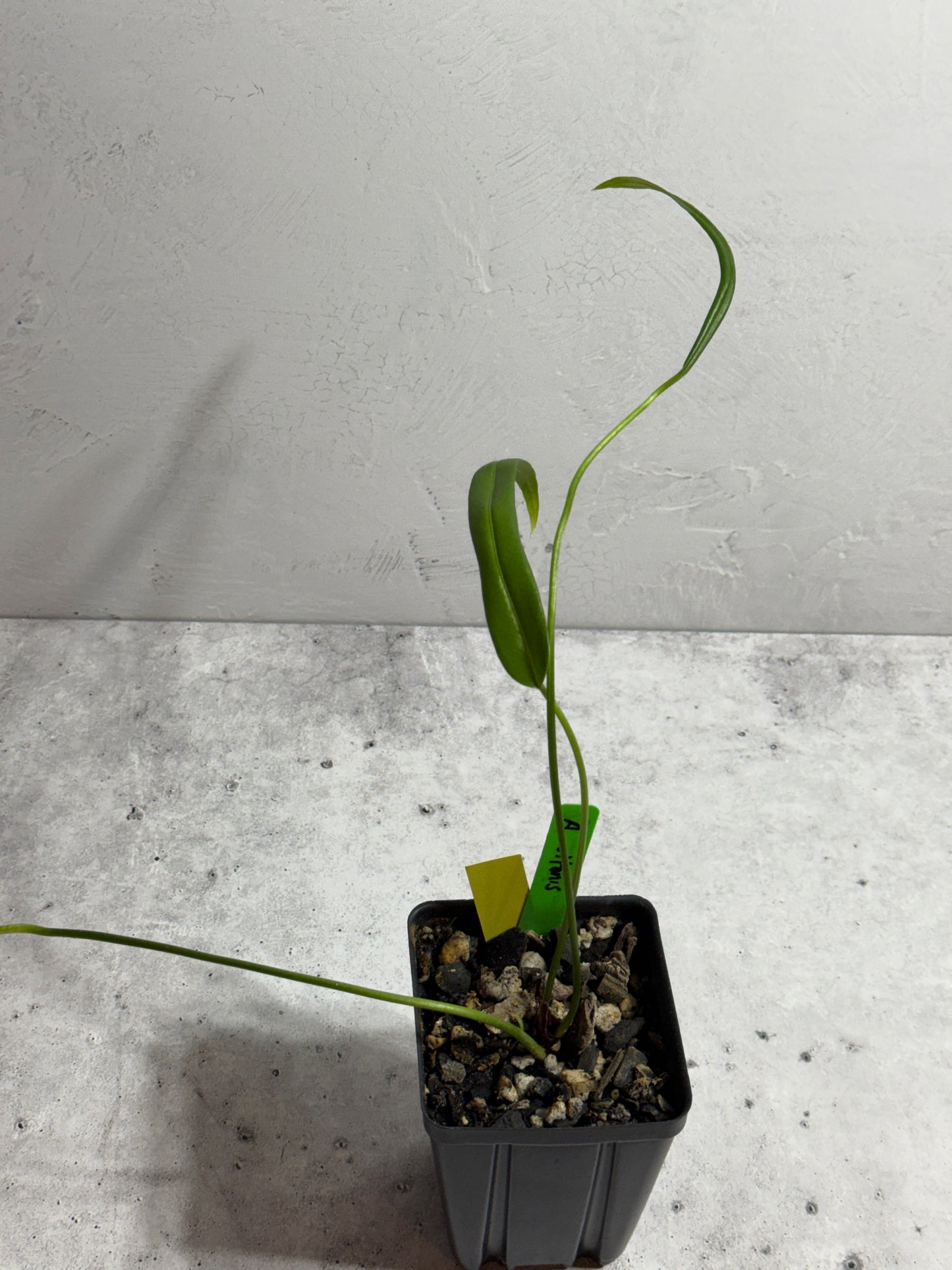 Anthurium Ottonis