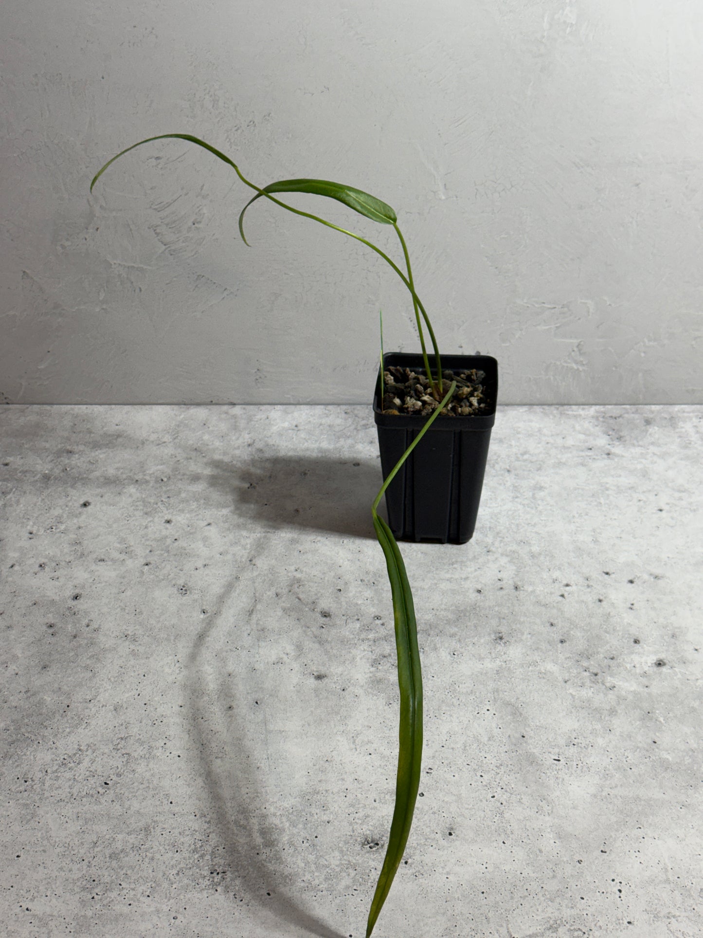 Anthurium Ottonis