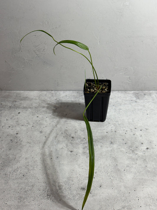 Anthurium Ottonis
