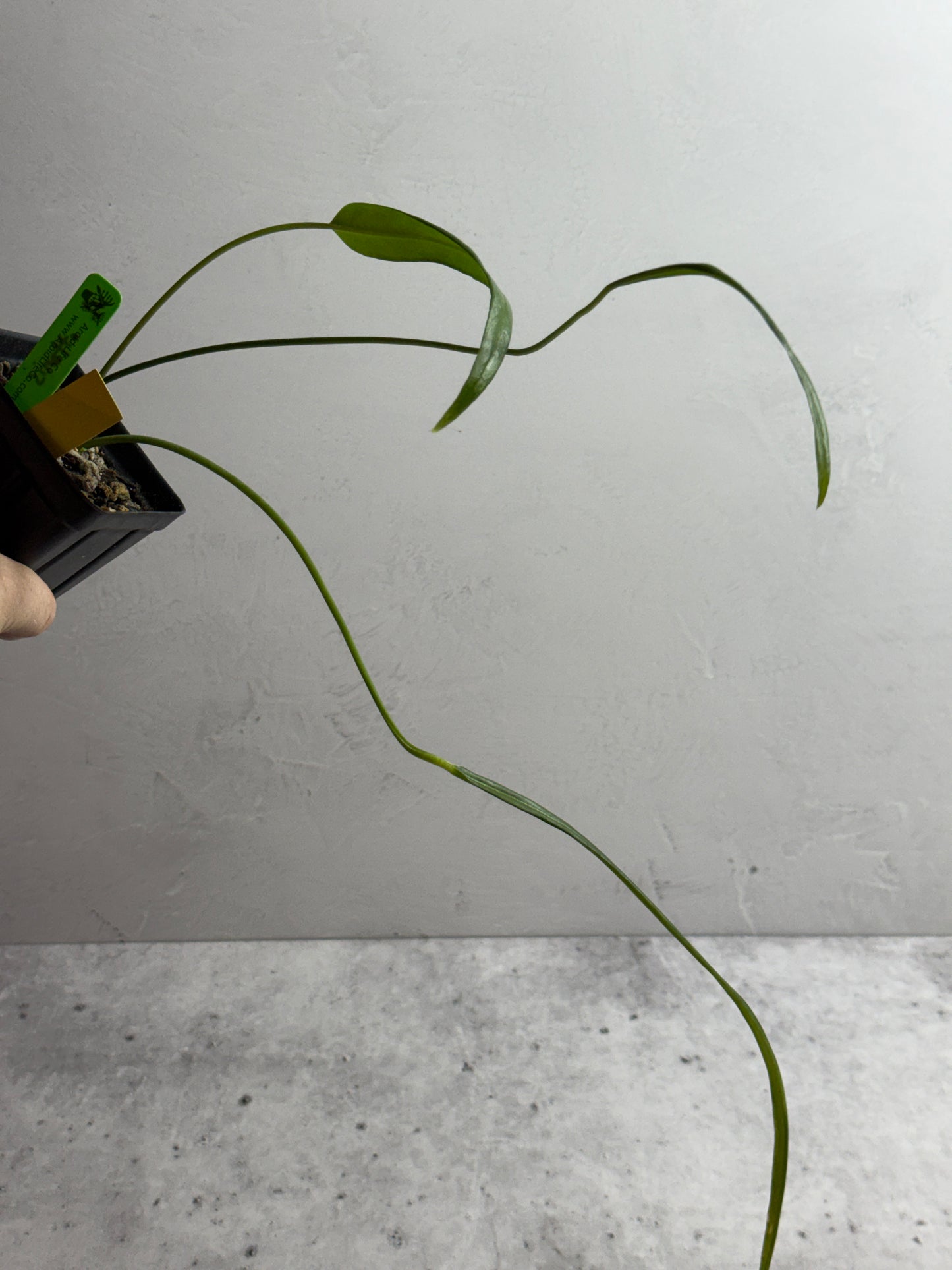 Anthurium Ottonis