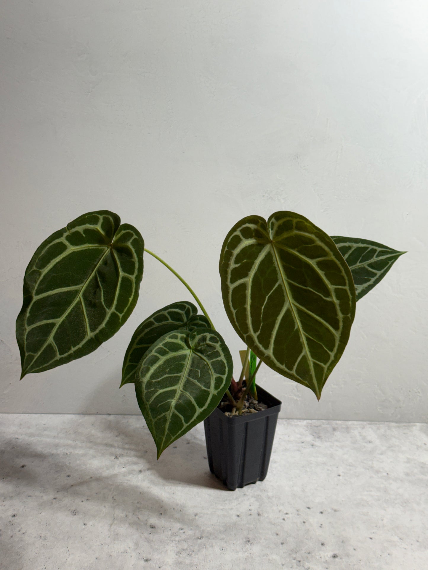 Anthurium Zara