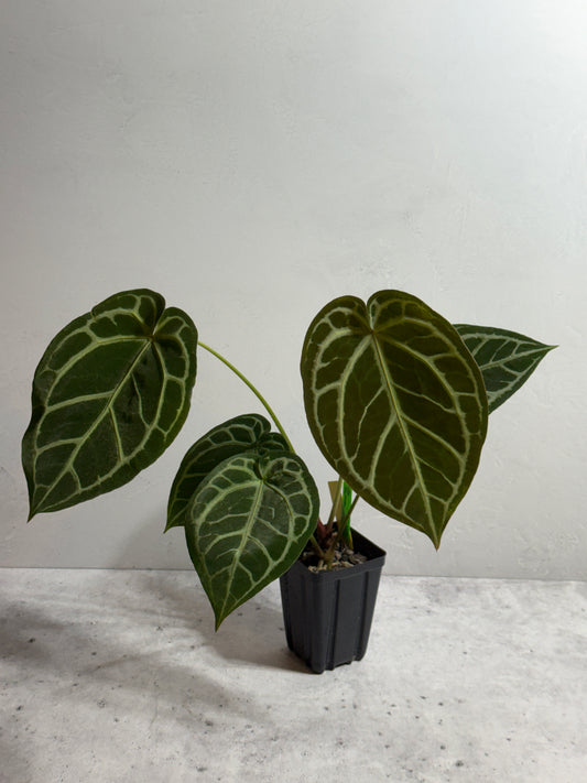 Anthurium Zara