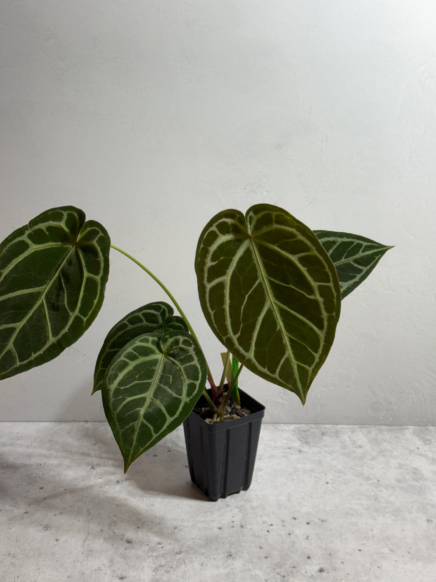 Anthurium Zara