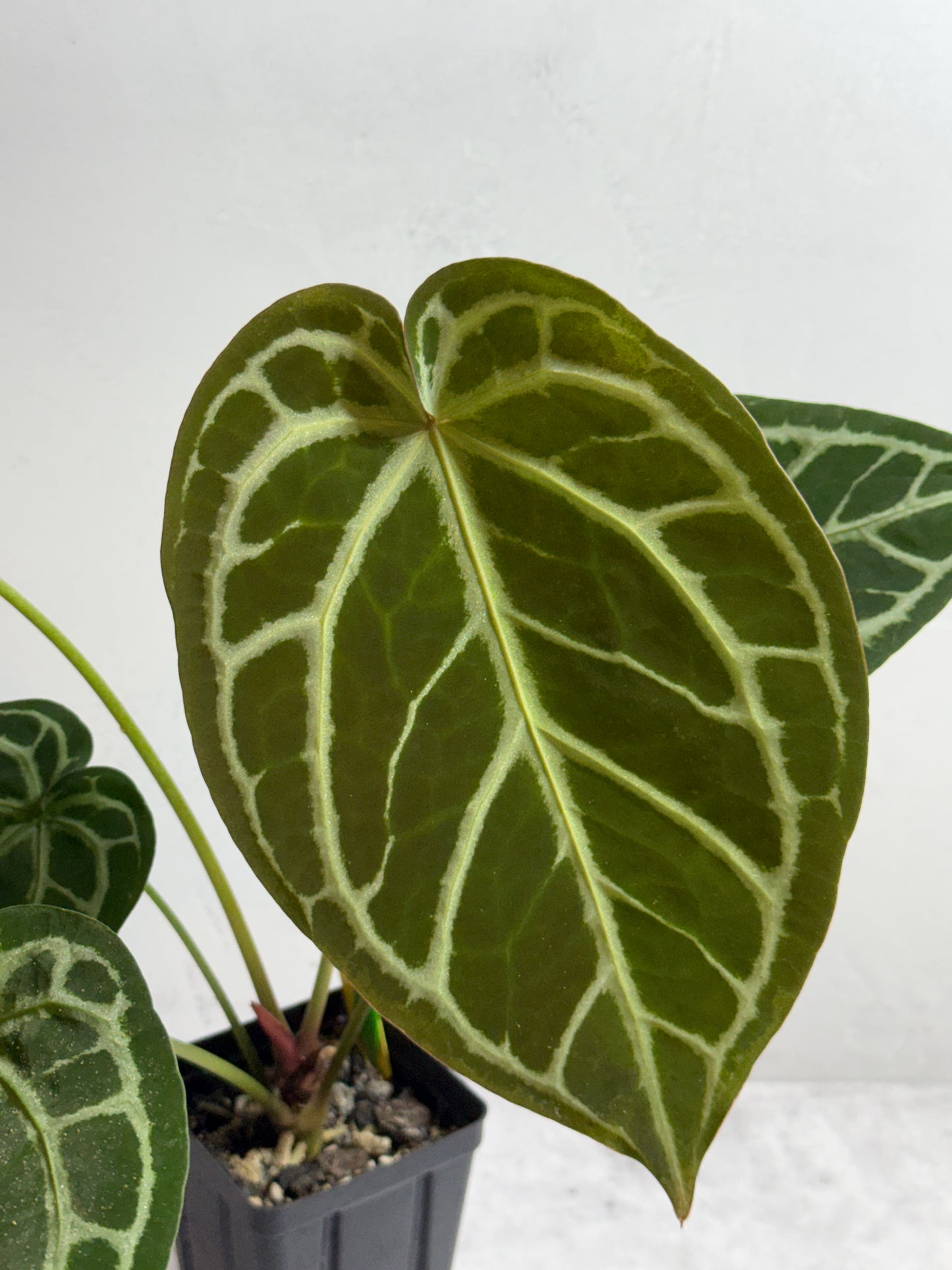 Anthurium Zara