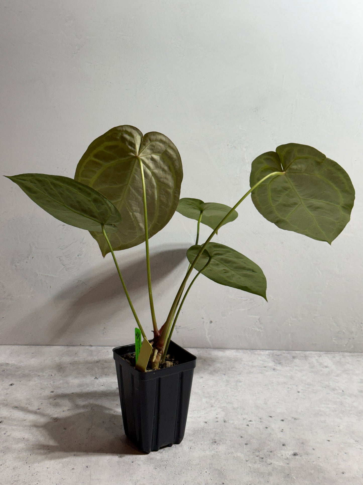 Anthurium Zara