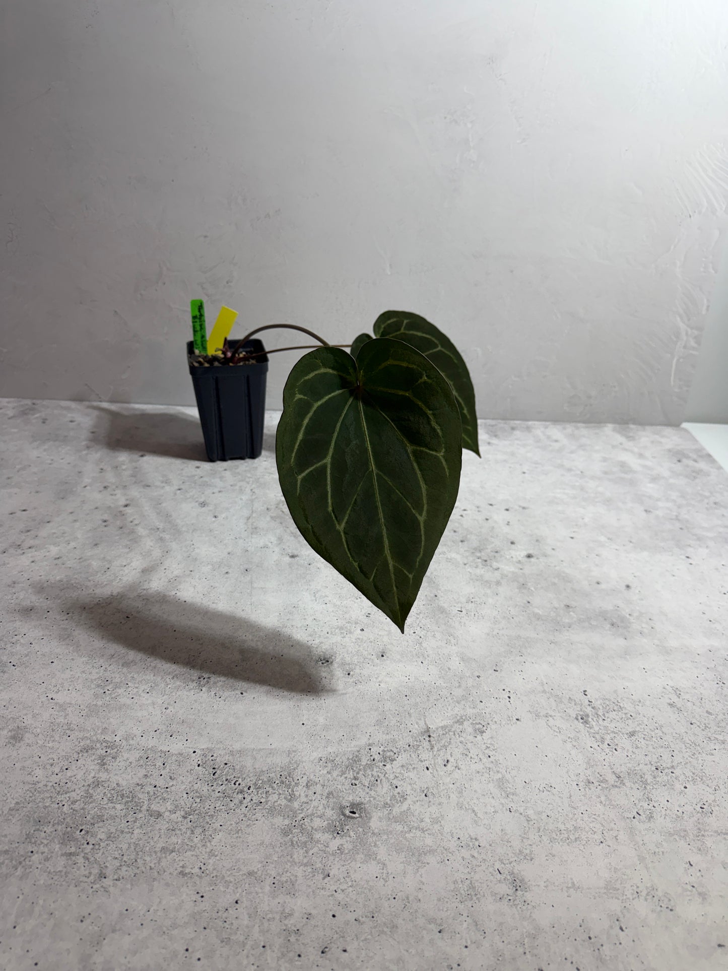 Anthurium Tortoise Shell x Black Widow