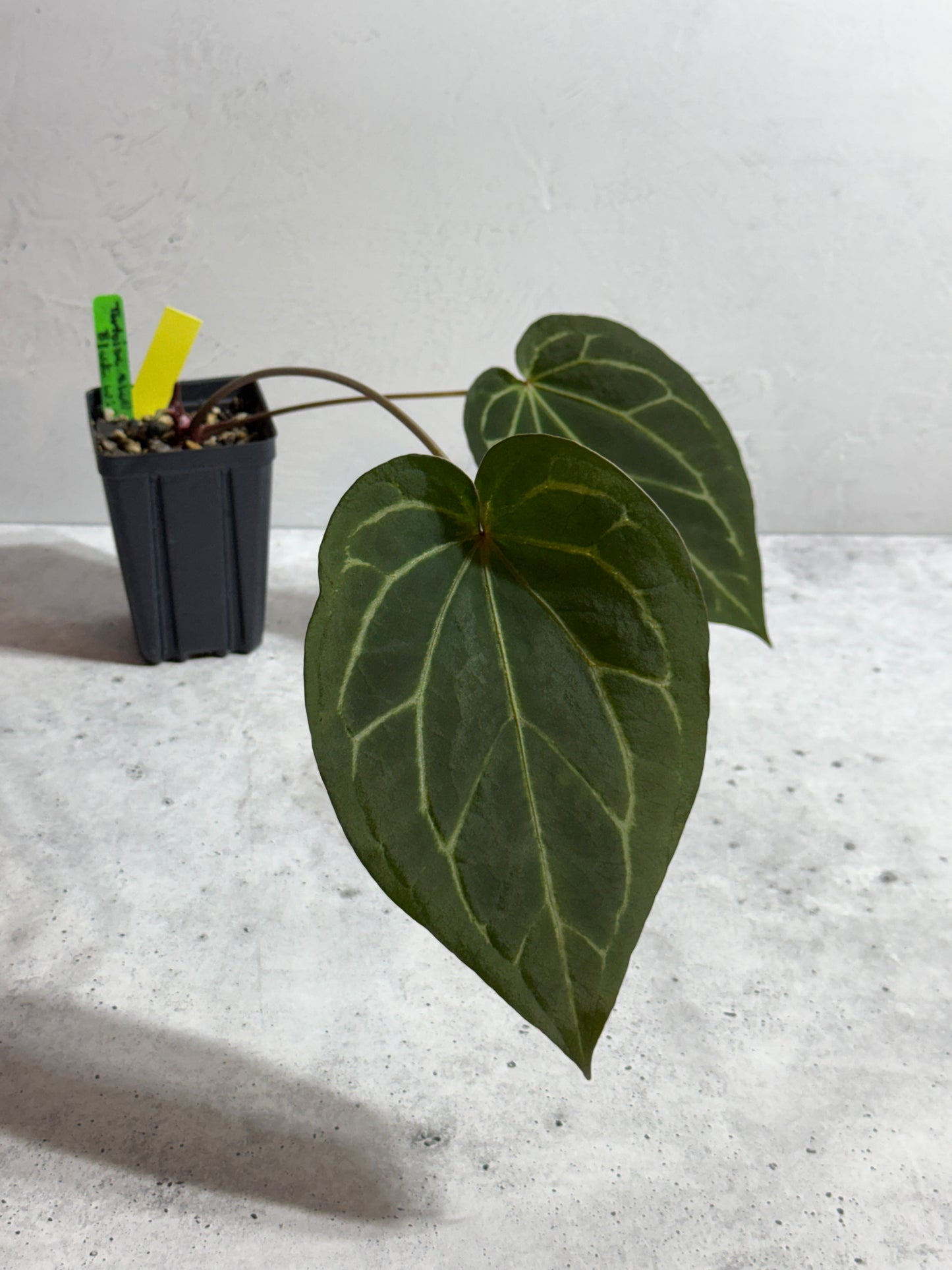 Anthurium Tortoise Shell x Black Widow