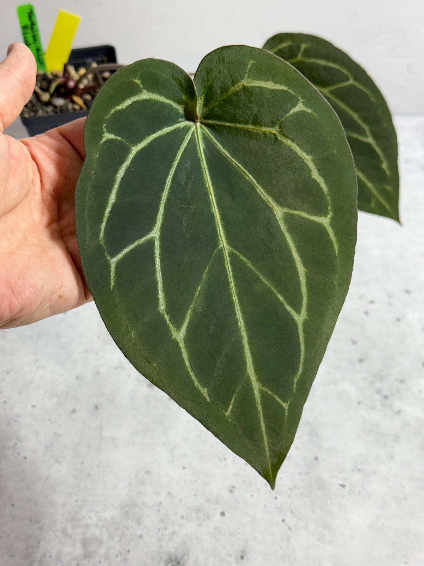 Anthurium Tortoise Shell x Black Widow