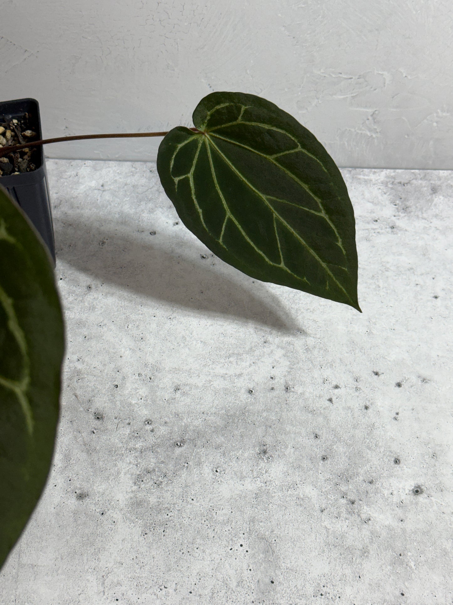 Anthurium Tortoise Shell x Black Widow