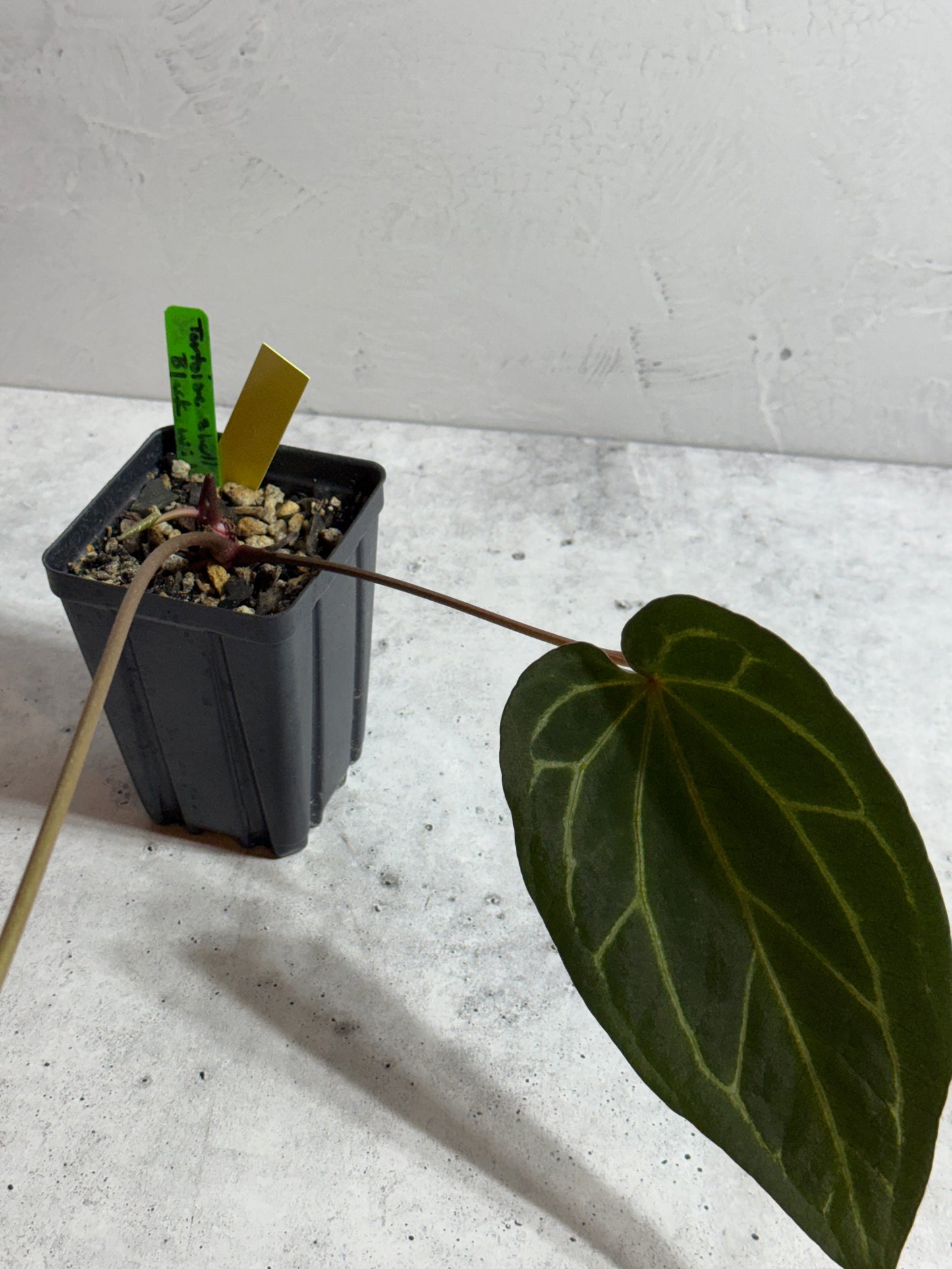 Anthurium Tortoise Shell x Black Widow