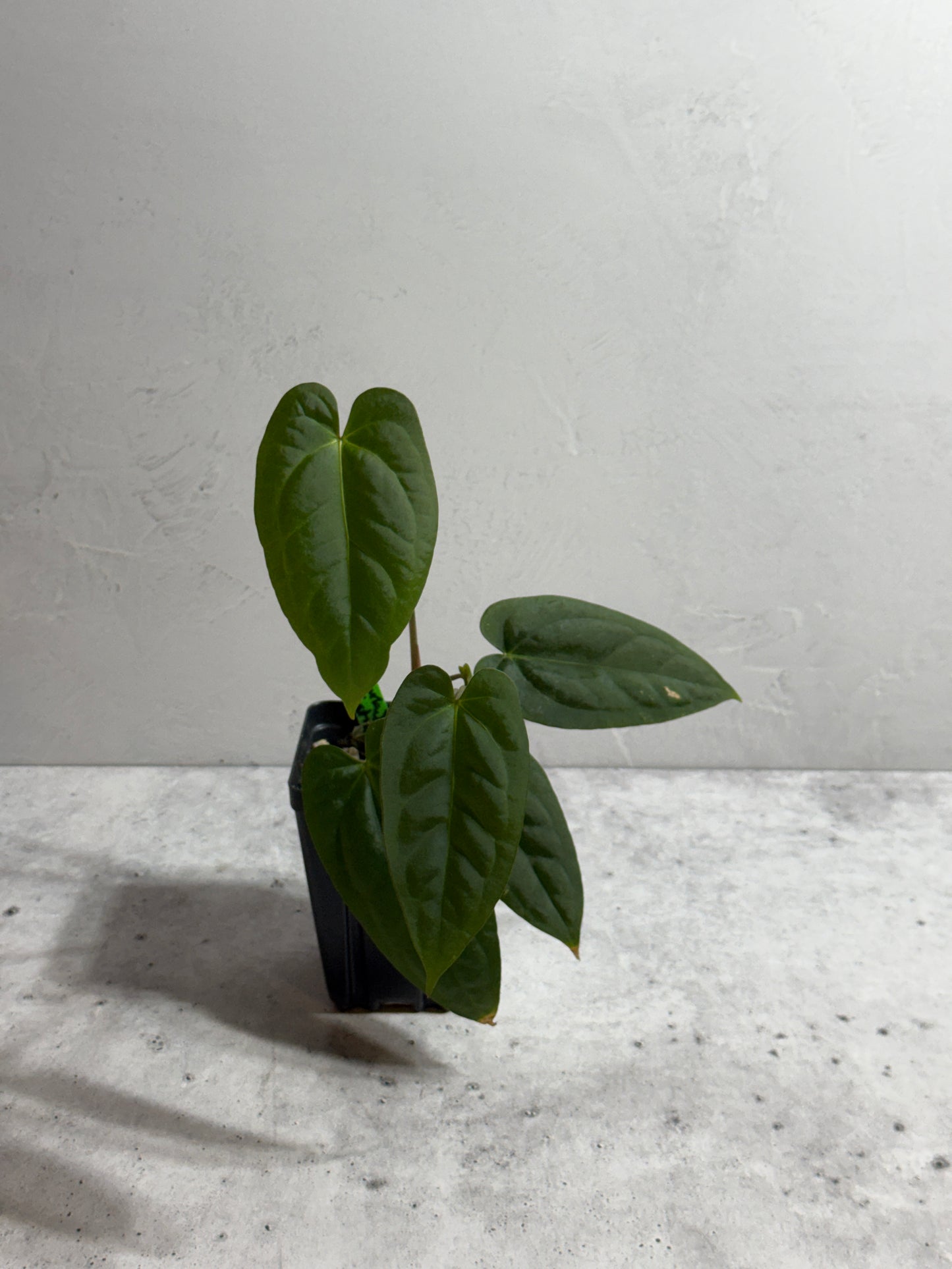 Anthurium ((forgetii x carlablackiae) x papillilaminum) x Justin