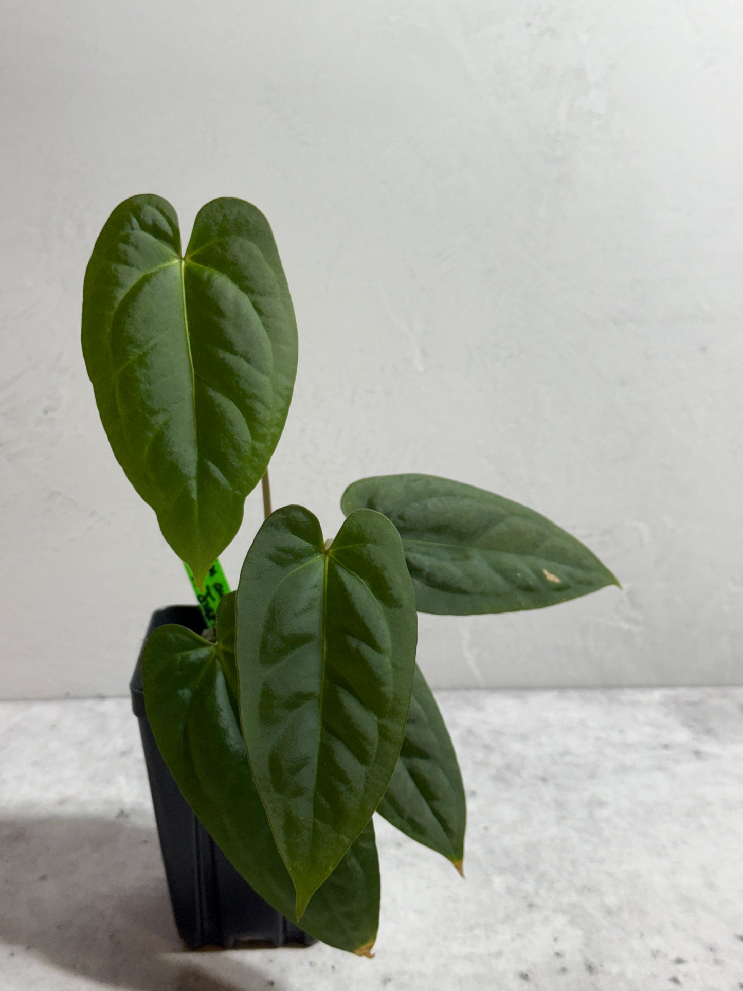 Anthurium ((forgetii x carlablackiae) x papillilaminum) x Justin