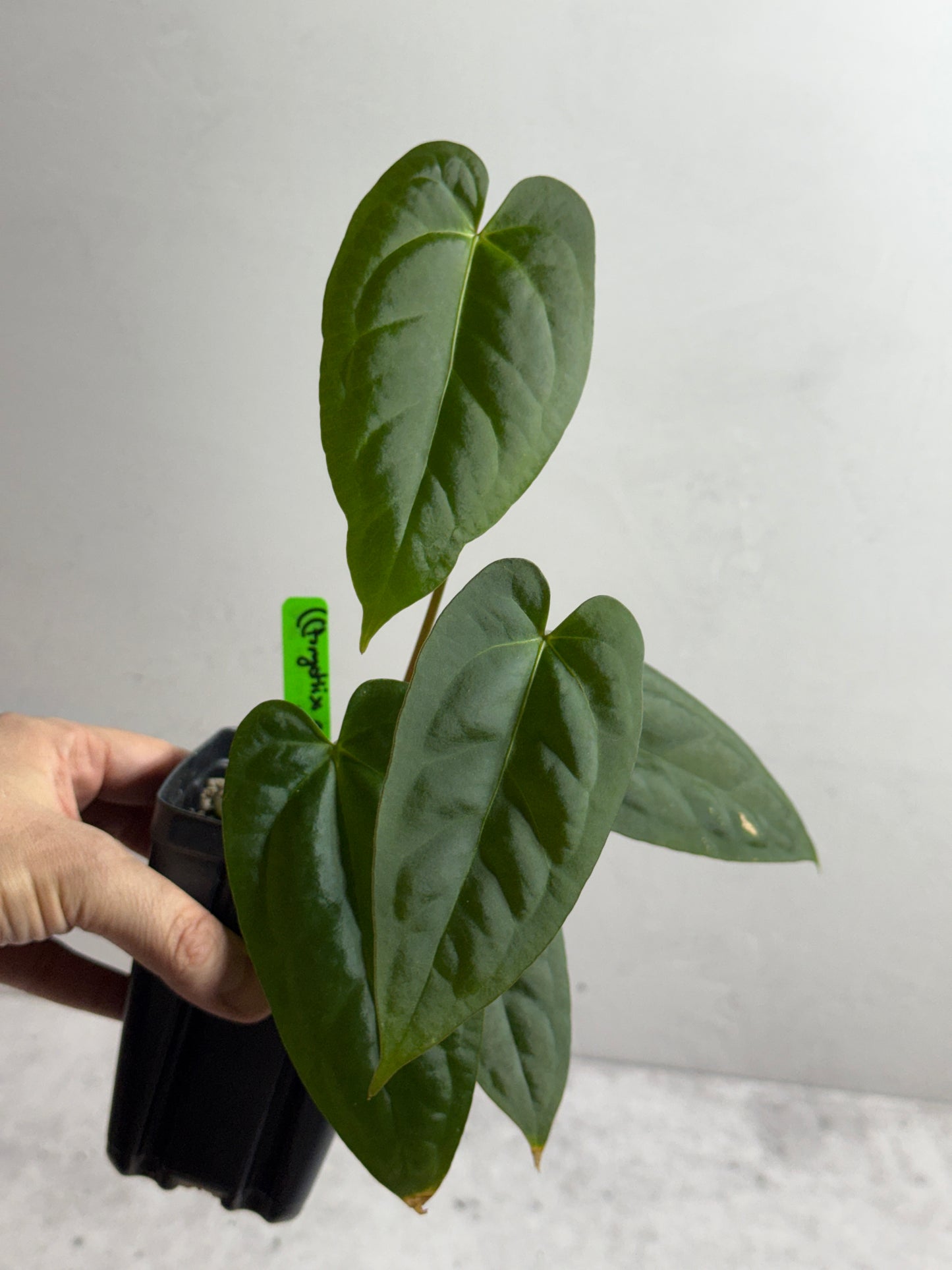 Anthurium ((forgetii x carlablackiae) x papillilaminum) x Justin