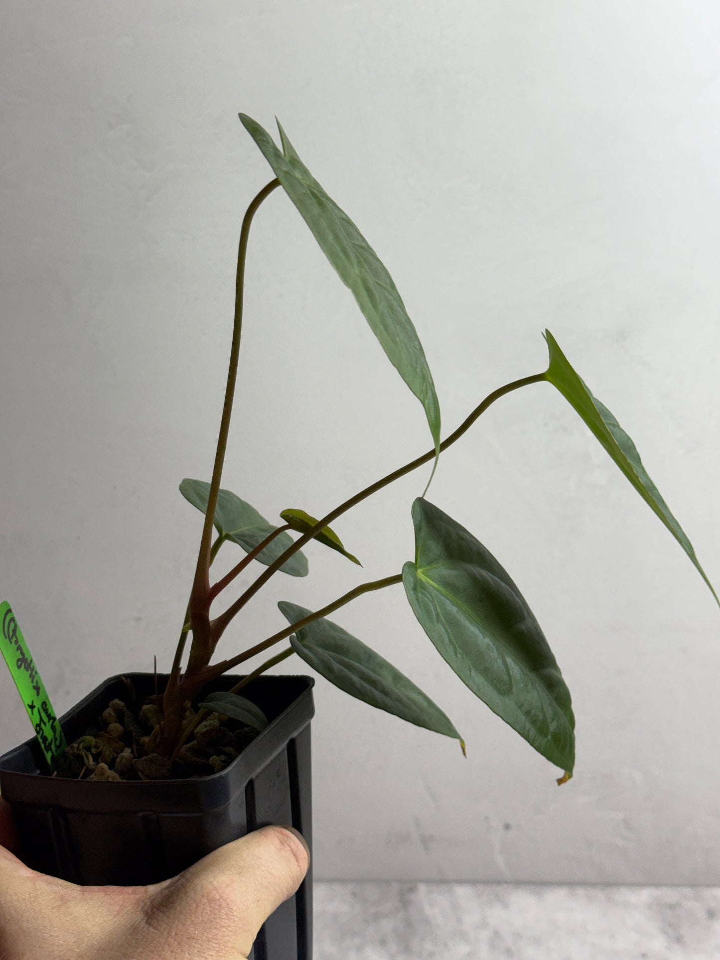 Anthurium ((forgetii x carlablackiae) x papillilaminum) x Justin