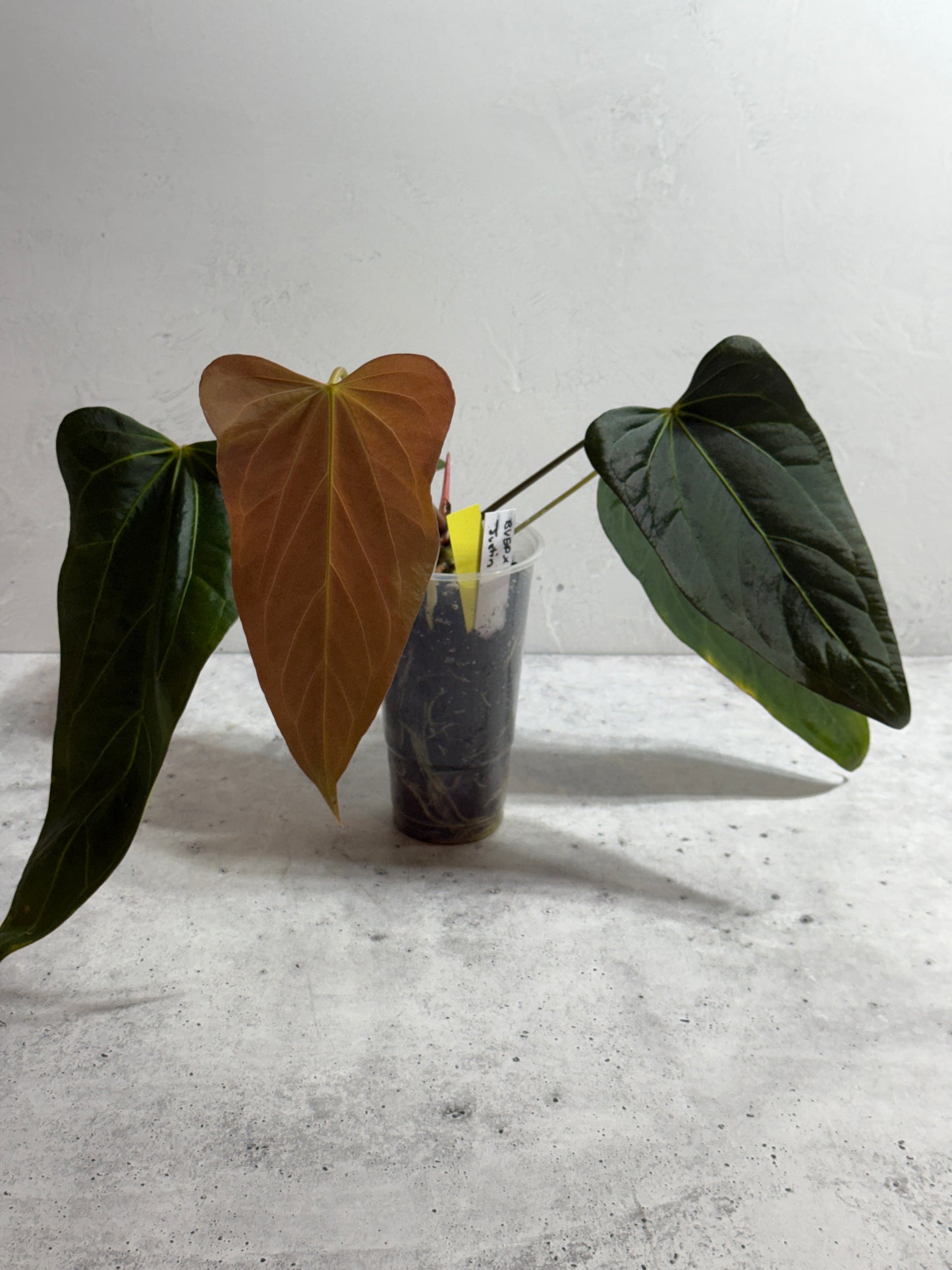 Anthurium BVEP x Justin