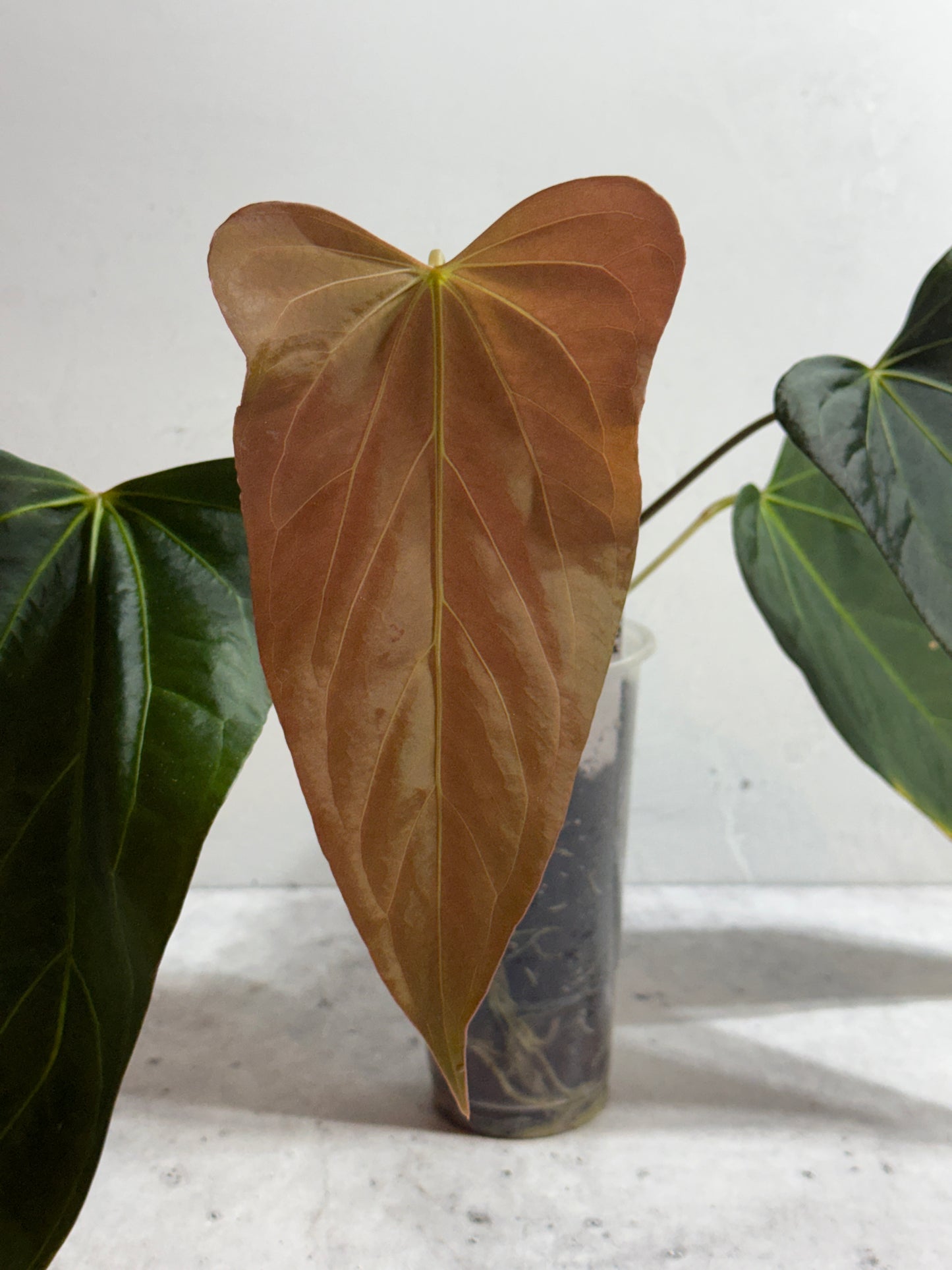 Anthurium BVEP x Justin