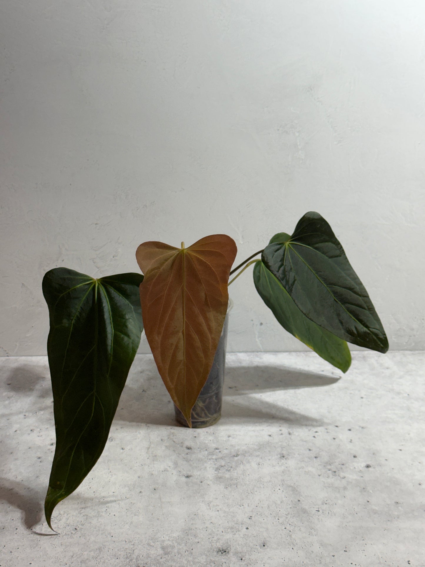 Anthurium BVEP x Justin
