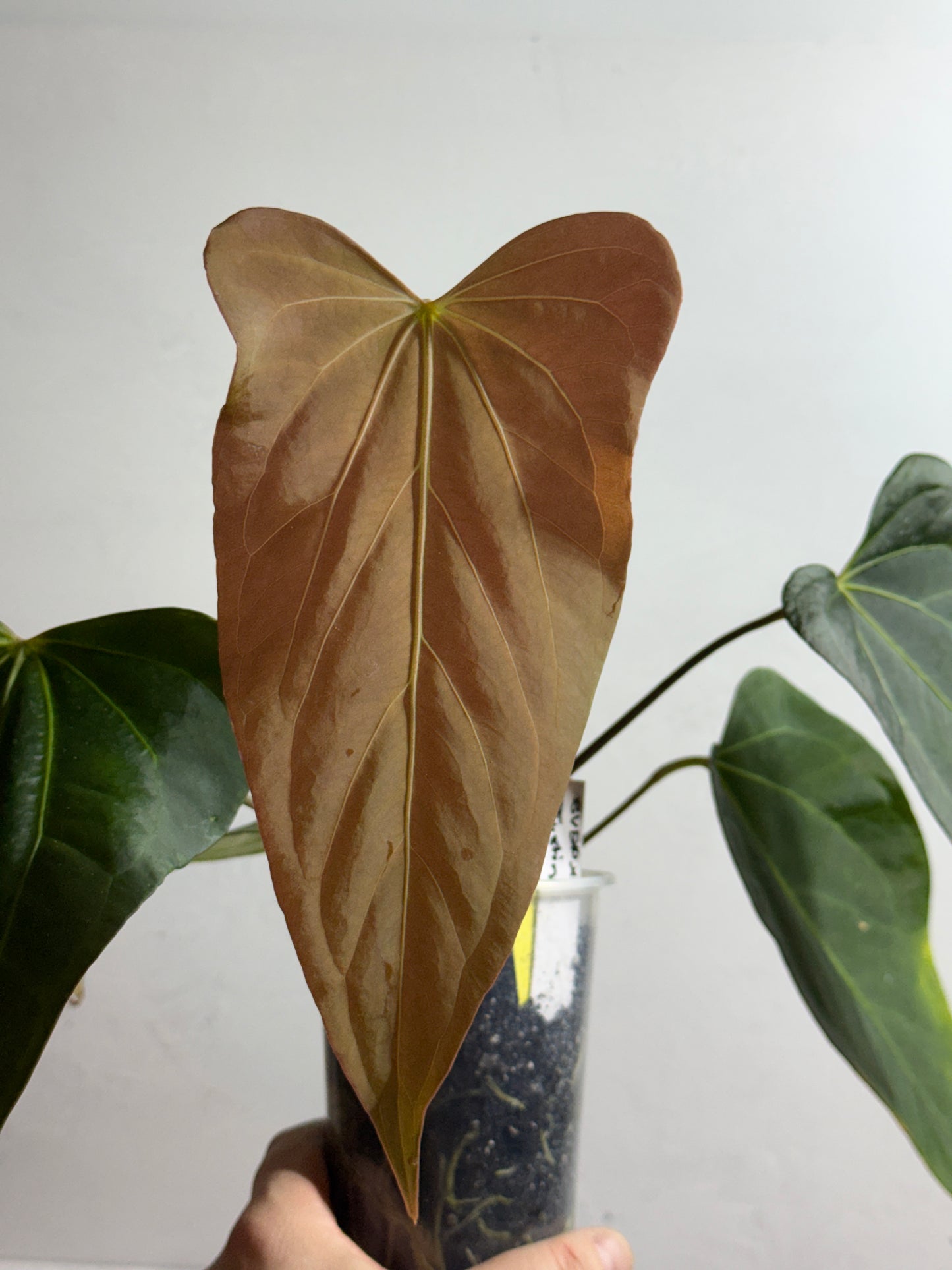 Anthurium BVEP x Justin