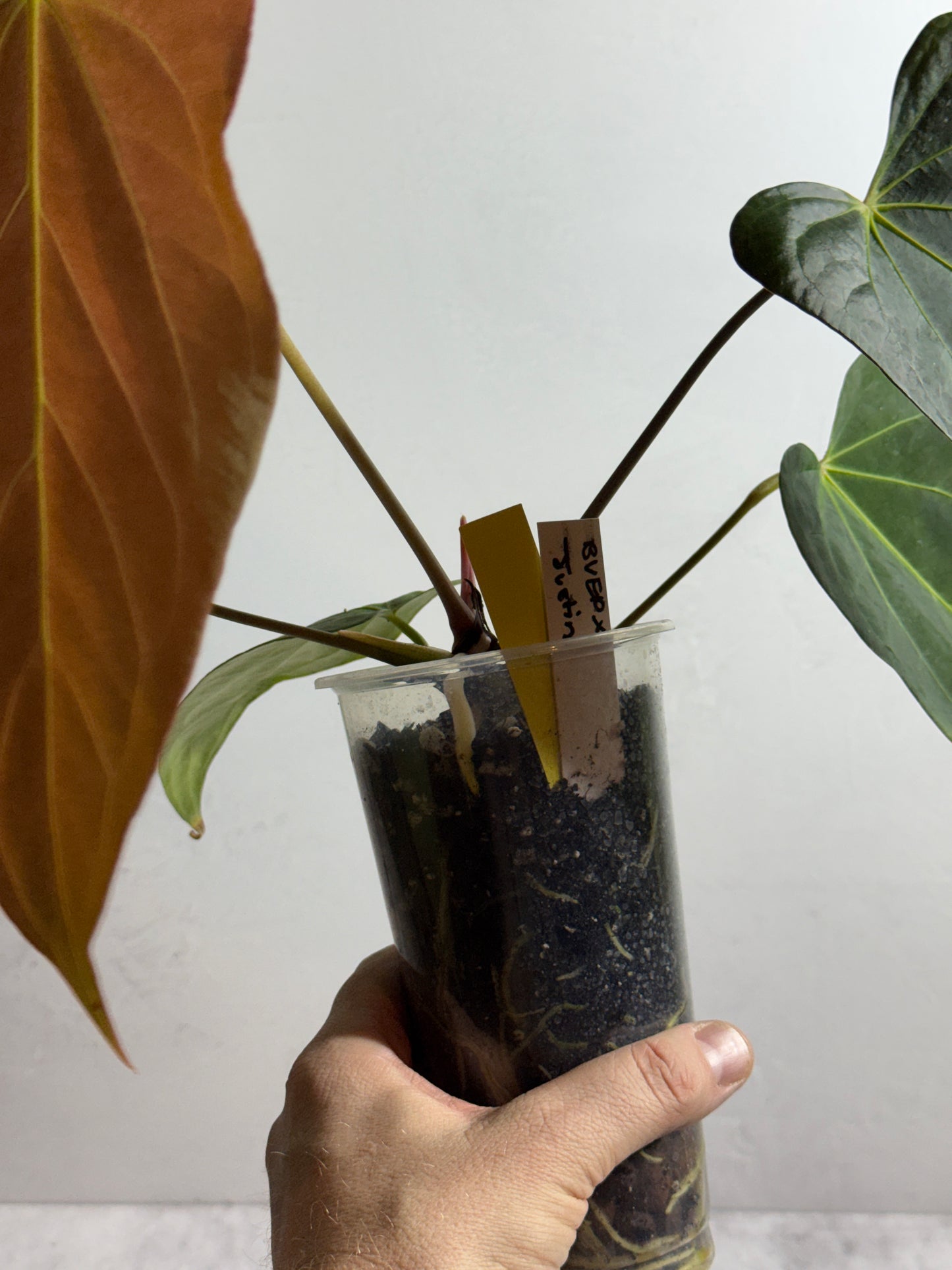 Anthurium BVEP x Justin