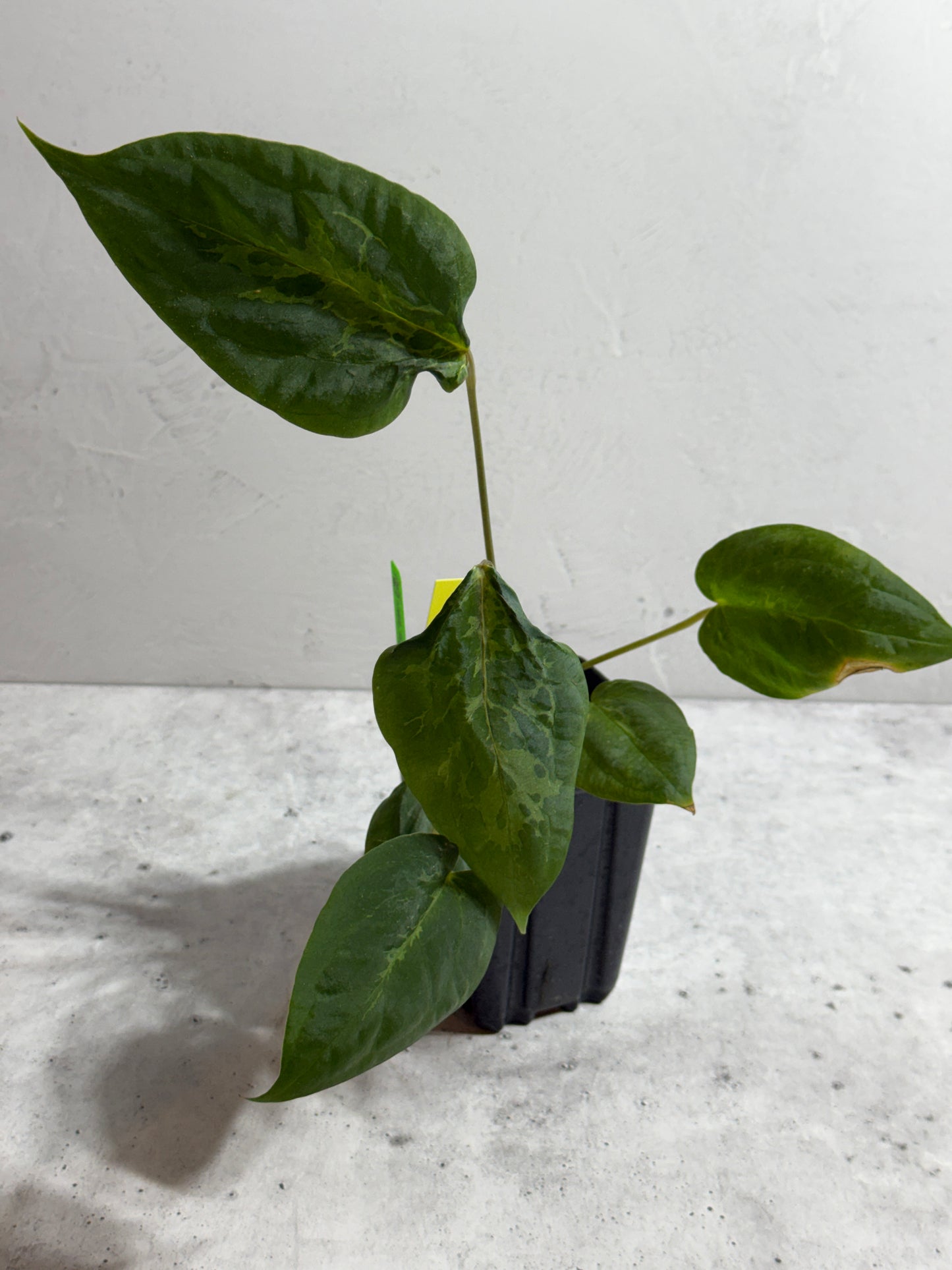 Anthurium dressleri x (carlablackiae x papillilaminum) Blister Variegated
